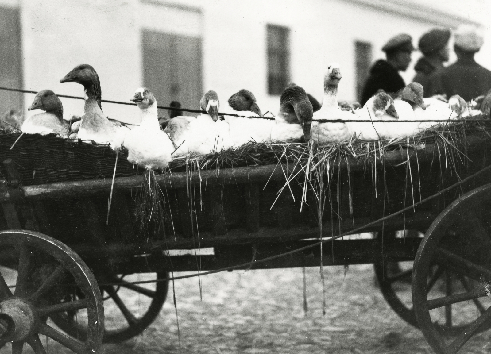 Belarus, libaárus szekere, a felvétel a havi, lengyel piac alkalmával készült., 1934, UWM Libraries, chariot, poultry, Fortepan #259033