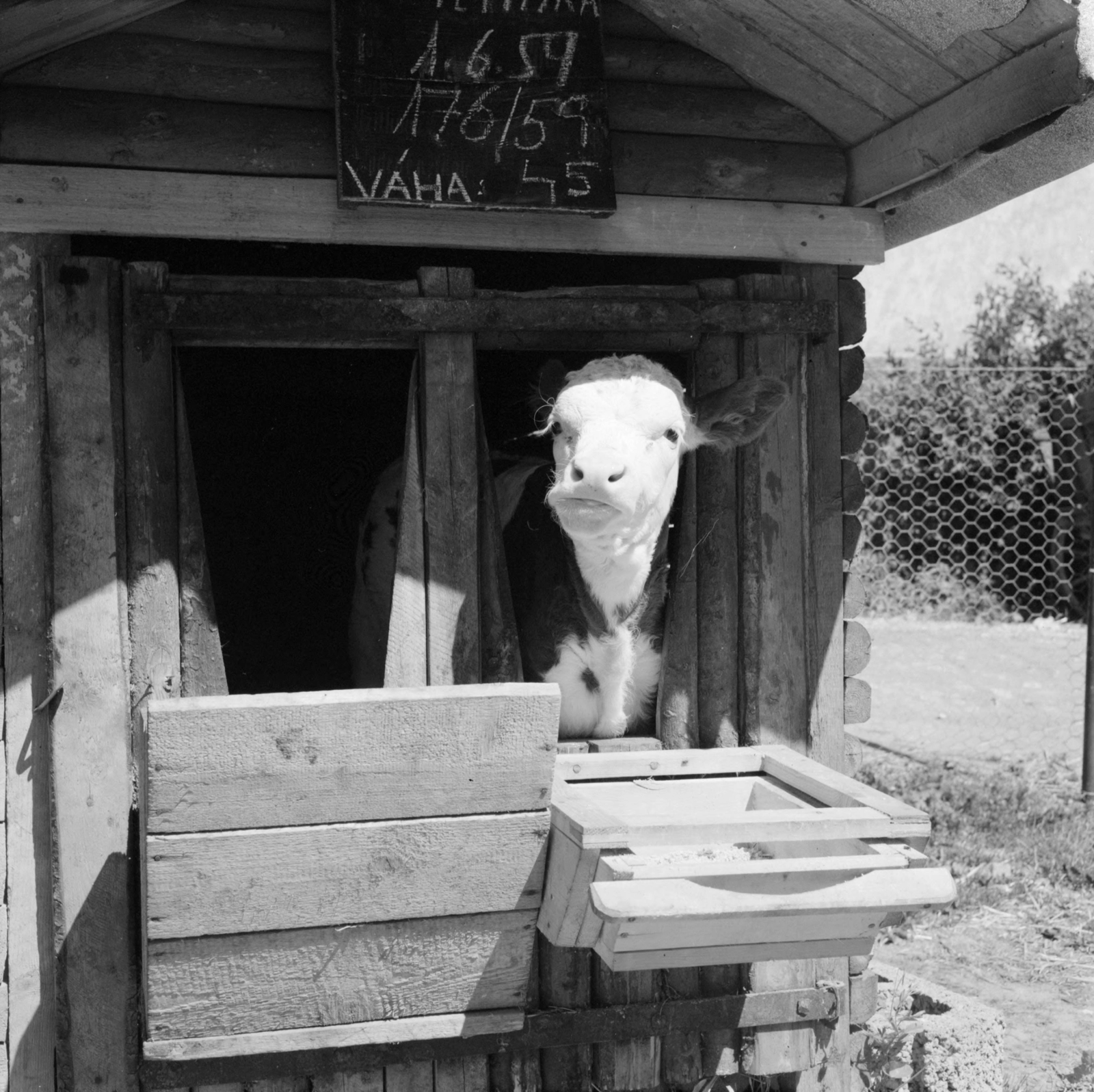 Csehország, 1961, UWM Libraries, istálló, szarvasmarha, Fortepan #259104
