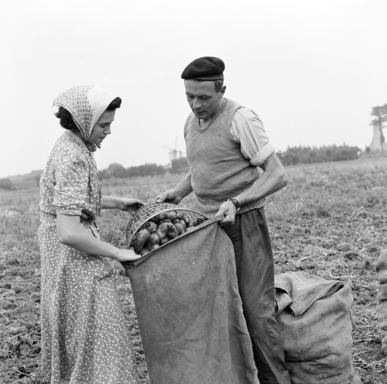 Belgium, krumpliszedők., 1959, UWM Libraries, agriculture, potato, sack, Fortepan #259956
