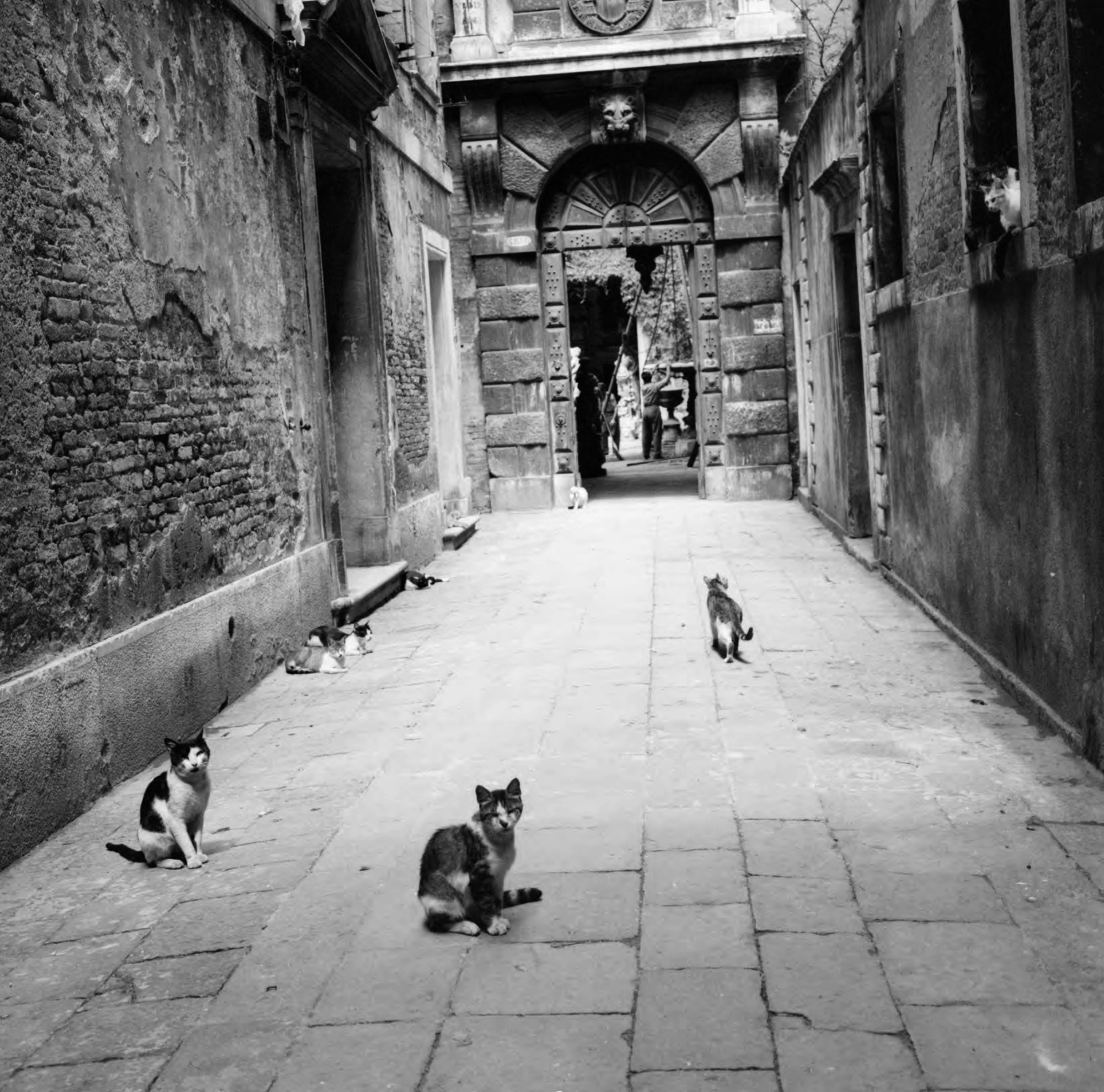 Italy, Venice, Ramo Grimani, szemben a Palazzo Grimani di Santa Maria Formosa bejárata., 1956, UWM Libraries, cat, alley, photo aspect ratio: square, Fortepan #260004