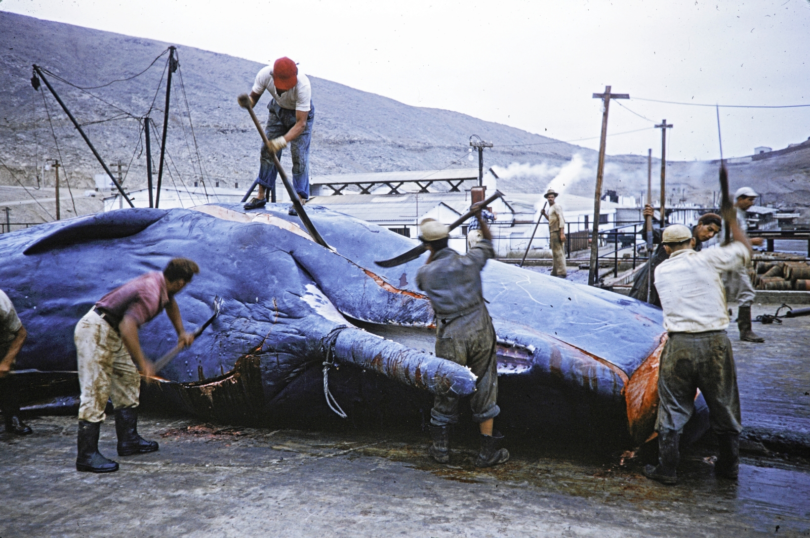 a zsákmány feldolgozása egy bálnavadász állomáson, valahol a Hvalfjörður (Bálnafjord) mellett., 1960, UWM Libraries, whale, colorful, fishing, Fortepan #260043