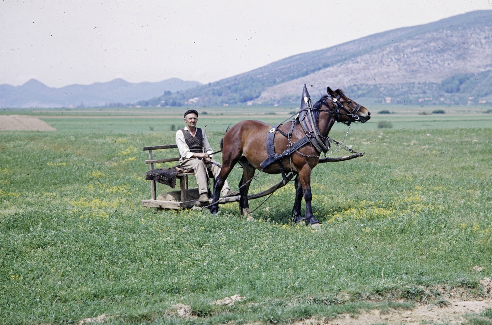 Jugoszláv mezőgazdasági munkás lóvontatású, talajtömörítő hengeren ül., 1965, UWM Libraries, colorful, horse, Yugoslavia, agriculture, Fortepan #260048