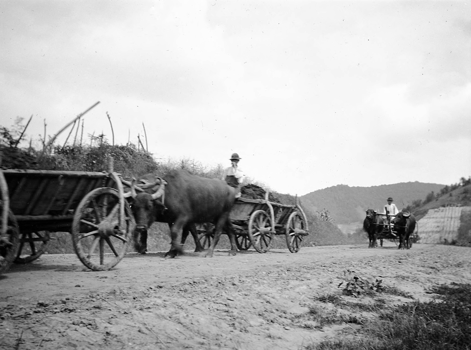 Romania,Transylvania, bivalyos szekerek., 1913, UWM Libraries, chariot, buffalo, Fortepan #260440
