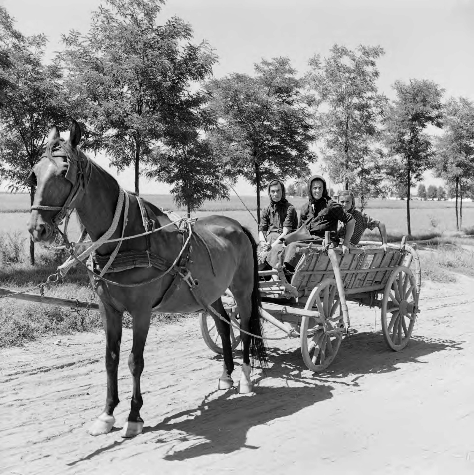 Serbia, 1955, UWM Libraries, Horse-drawn carriage, girls'n'cars, saddle, chariot, photo aspect ratio: square, Fortepan #260571