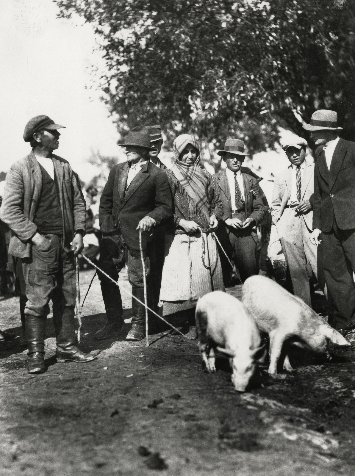 Ukraine, Zoloshiv, (ekkor Złoczów), piac., 1934, UWM Libraries, master, pig, Fortepan #260788