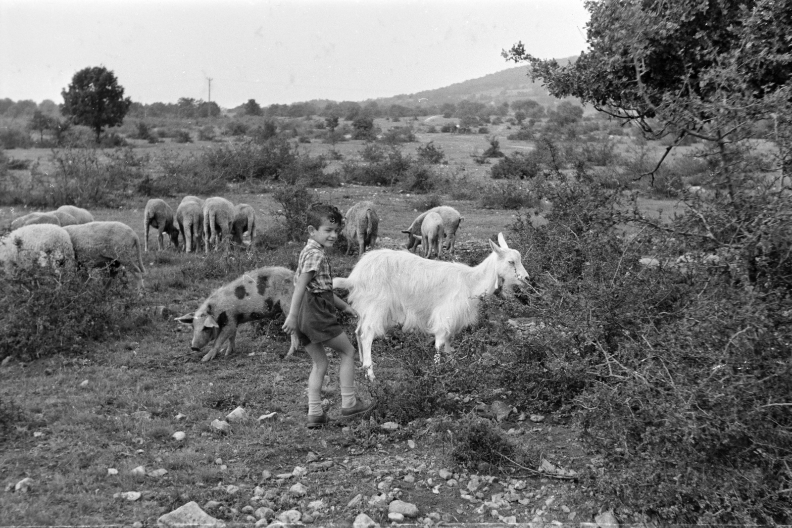 1959, Faragó György, kid, pig, lamb, goat, shepherd, Fortepan #261730