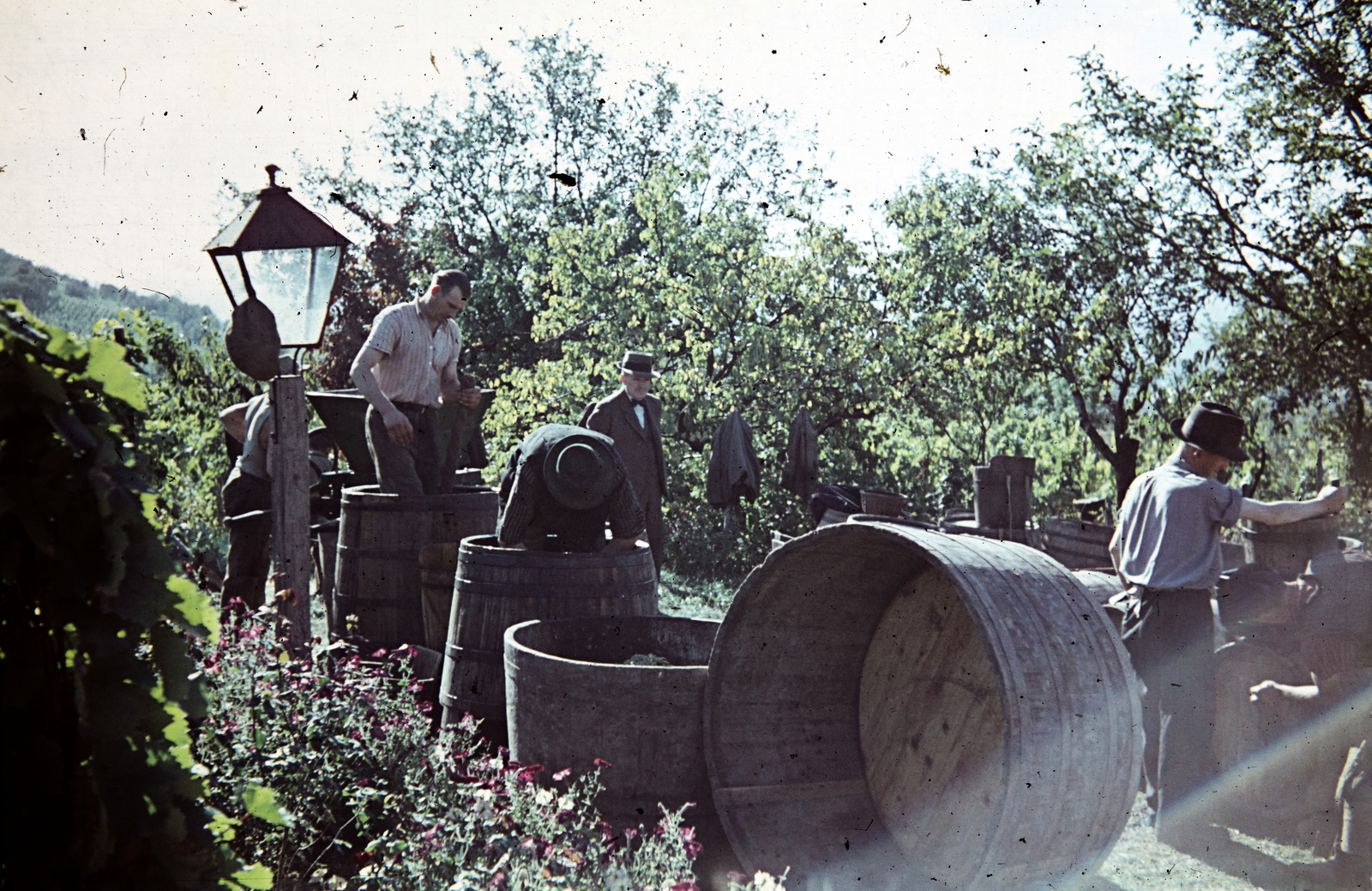 Hungary,Lake Balaton, Badacsonytomaj,Badacsony, szüret., 1943, Kovács Györgyi, harvest, colorful, Fortepan #263356