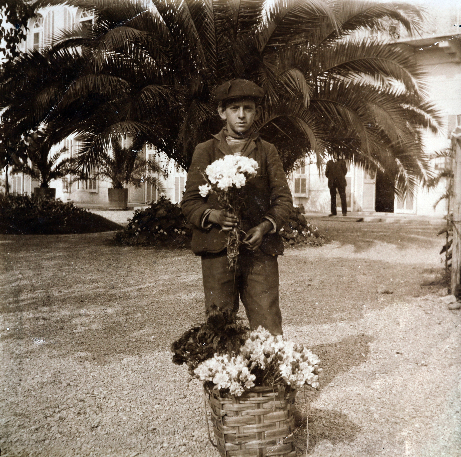 1910, Zichy kúria, Zala, Best of, bouquet, basket, florist, palm tree, Fortepan #263593
