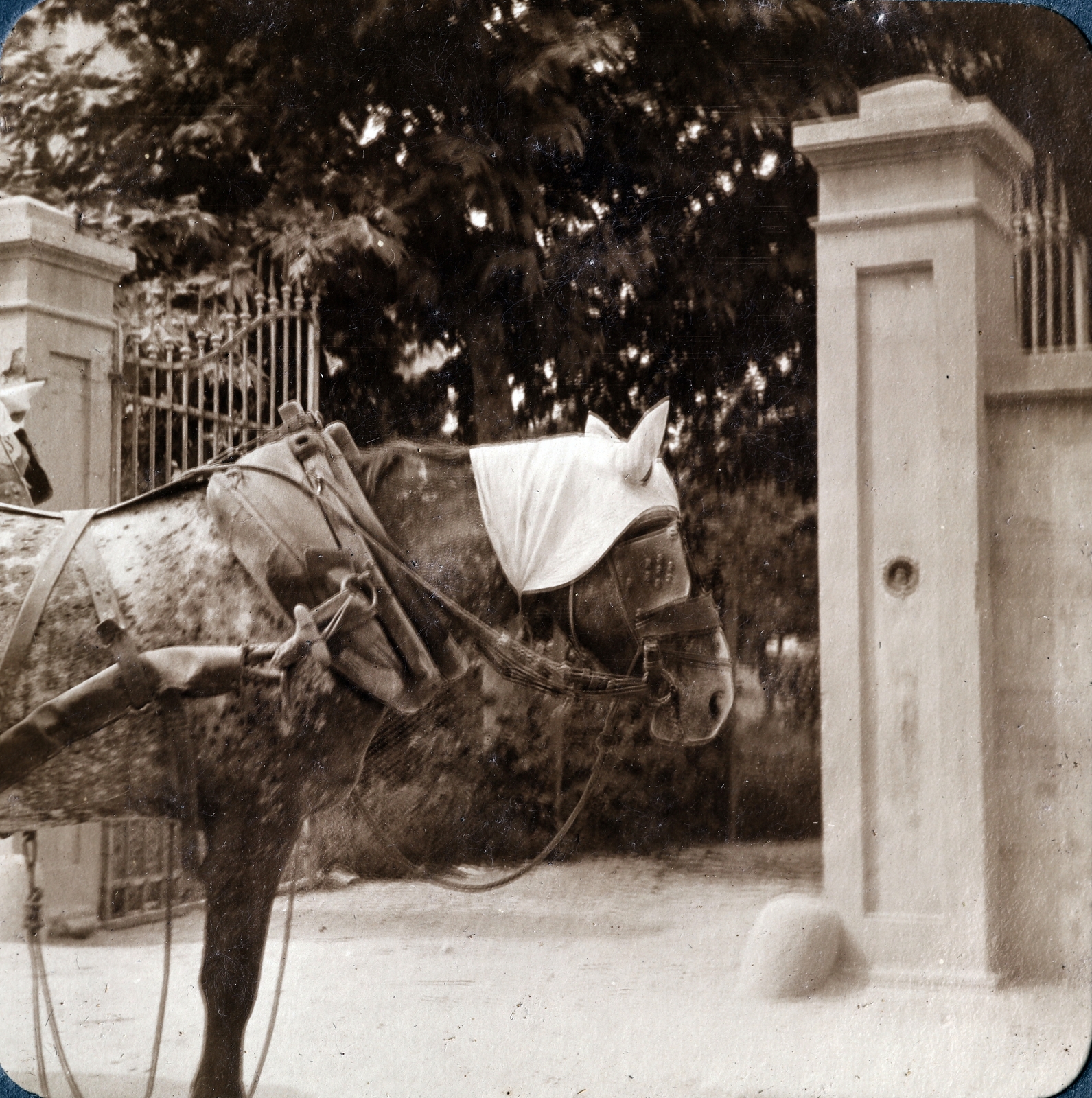 1911, Zichy kúria, Zala, saddle, Fortepan #263650