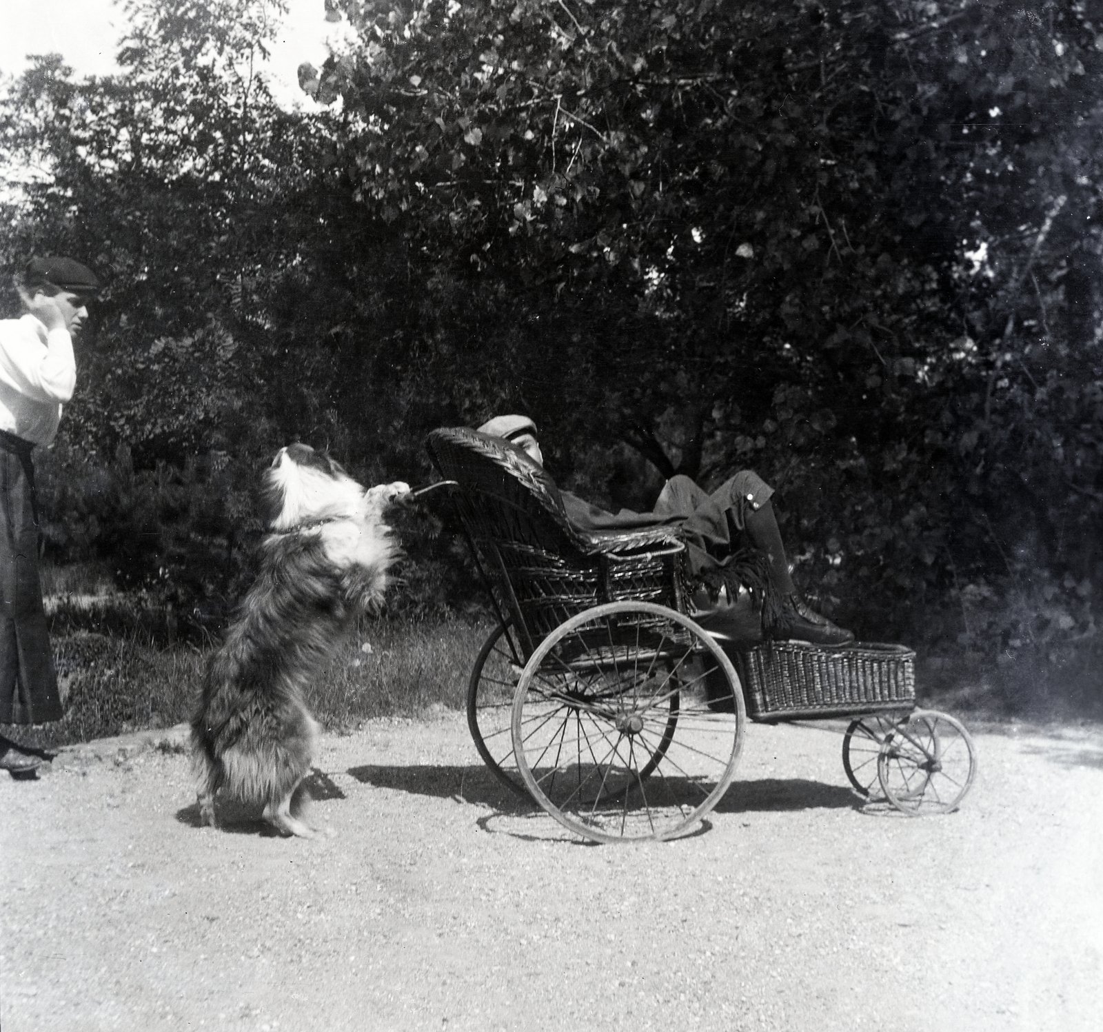 1916, Zichy kúria, Zala, feat, dog, disabled, wheelchair, erroneous photo, Fortepan #263999