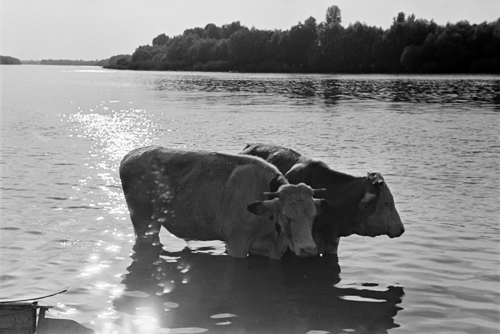 1937, Nagy István, cattle, river, drinking, Fortepan #264116