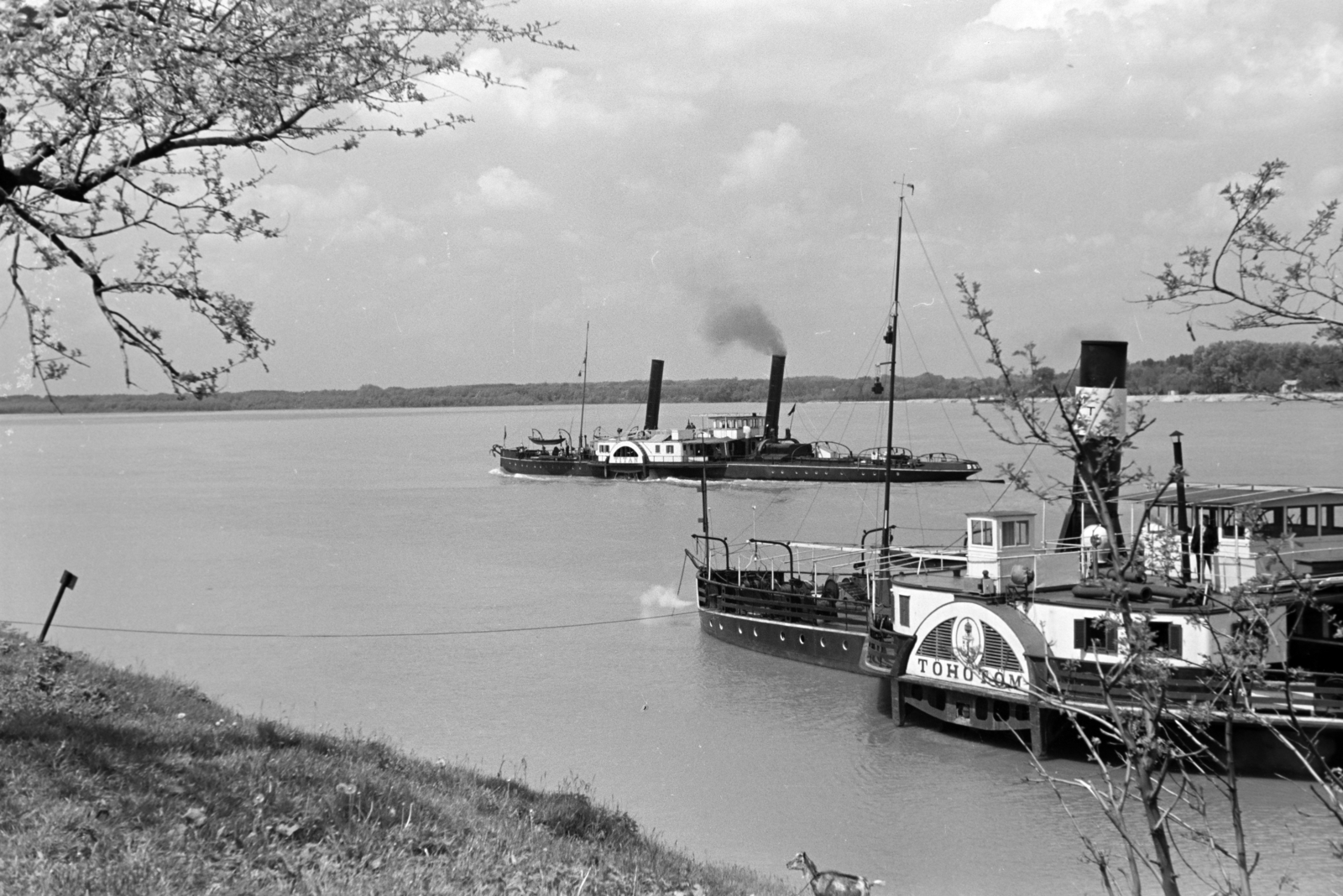 Magyarország, Gönyű, Duna-part a Töhötöm és a Titán oldalkerekes vontató gőzhajó., 1941, Nagy István, Nagy József, gőzhajó, lapátkerekes hajó, Töhötöm-hajó, Fortepan #264460