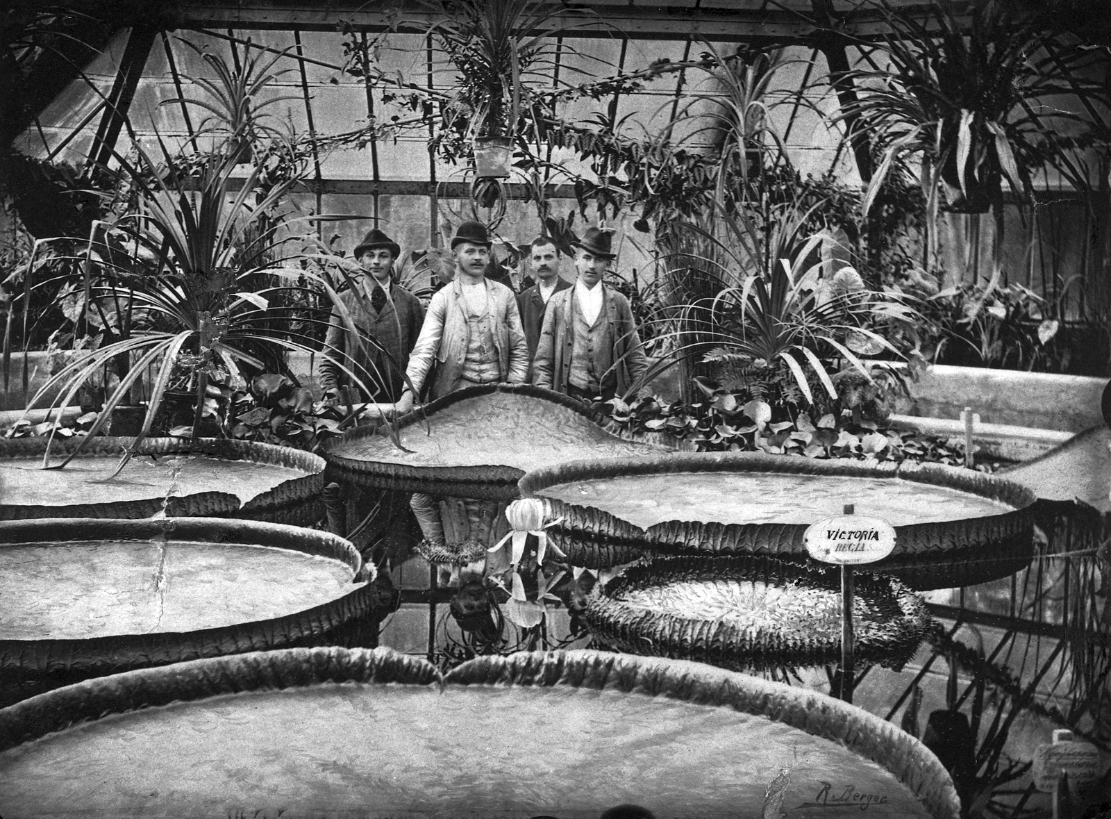 Hungary, Budapest VIII., Füvészkert, Viktória-ház, virágzó amazóniai tündérrózsák., 1905, ELTE Fűvészkert, greenhouse, water lily, Budapest, botanical garden, Fortepan #26458