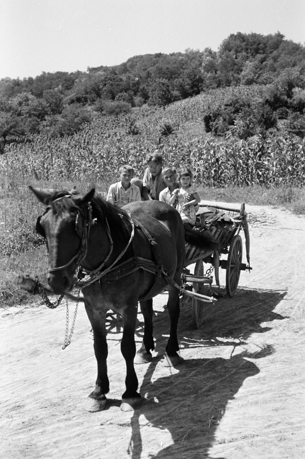 Hungary, Bátaszék, 1958, Horváth József, kids, Horse-drawn carriage, Fortepan #264845