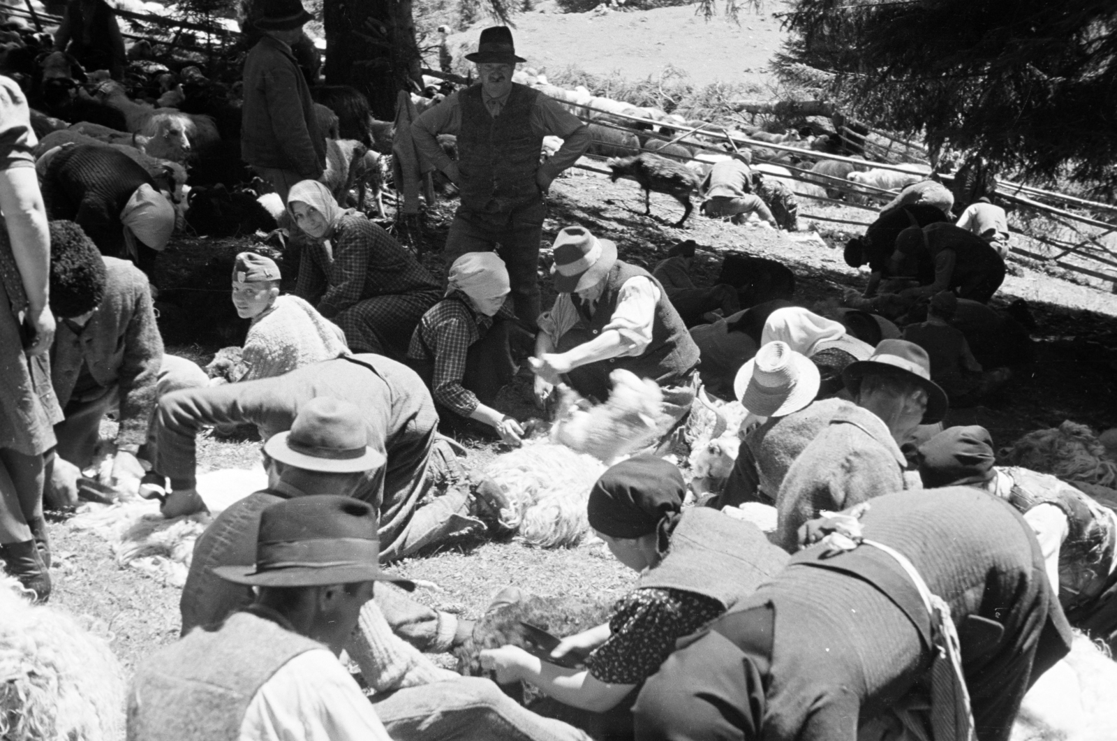 Romania,Transylvania, Észak-Erdély, birkanyírás., 1943, Horváth József, sheep shearing, Fortepan #265109