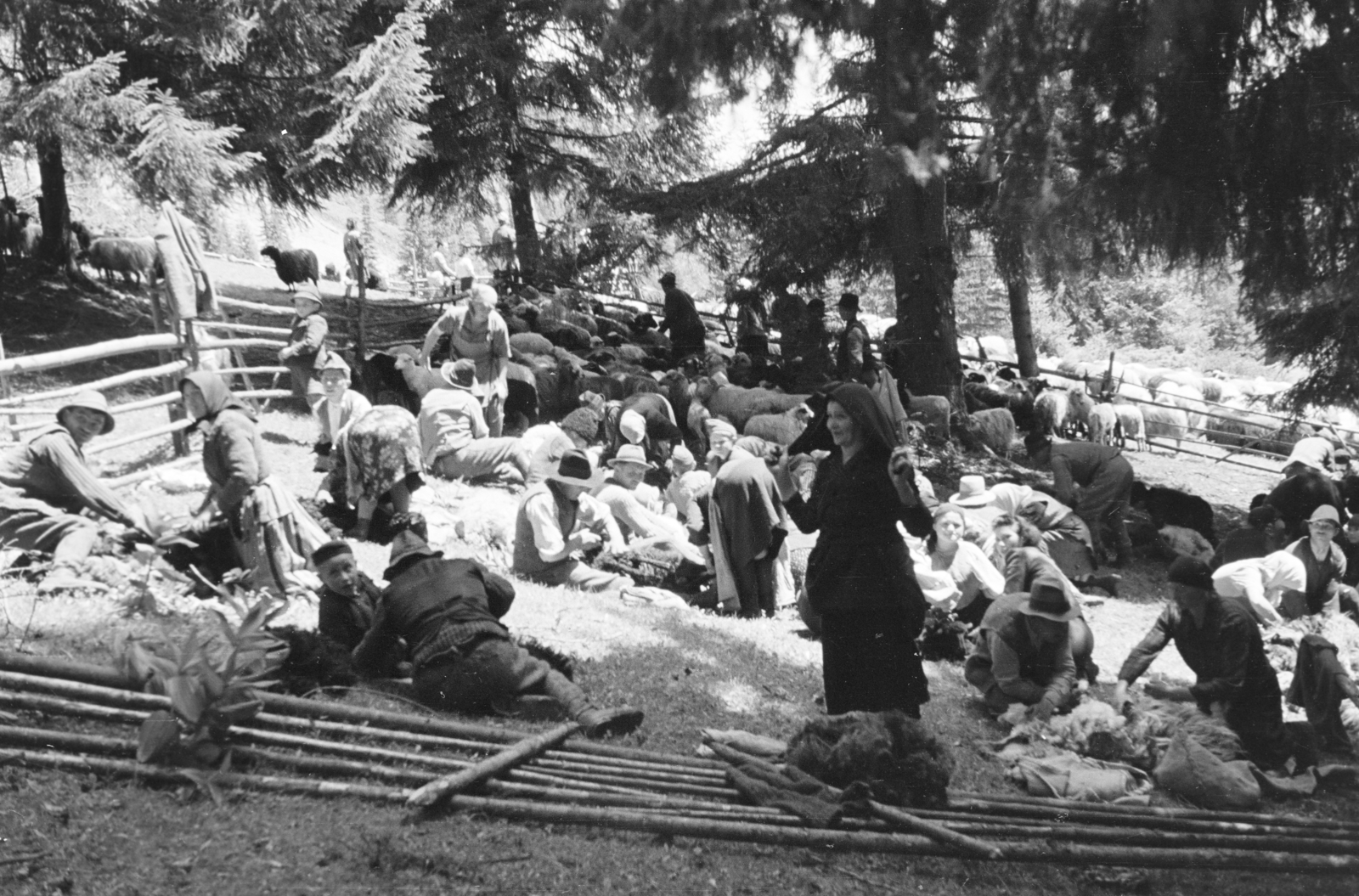 Romania,Transylvania, Észak-Erdély, birkanyírás., 1943, Horváth József, sheep shearing, Fortepan #265110