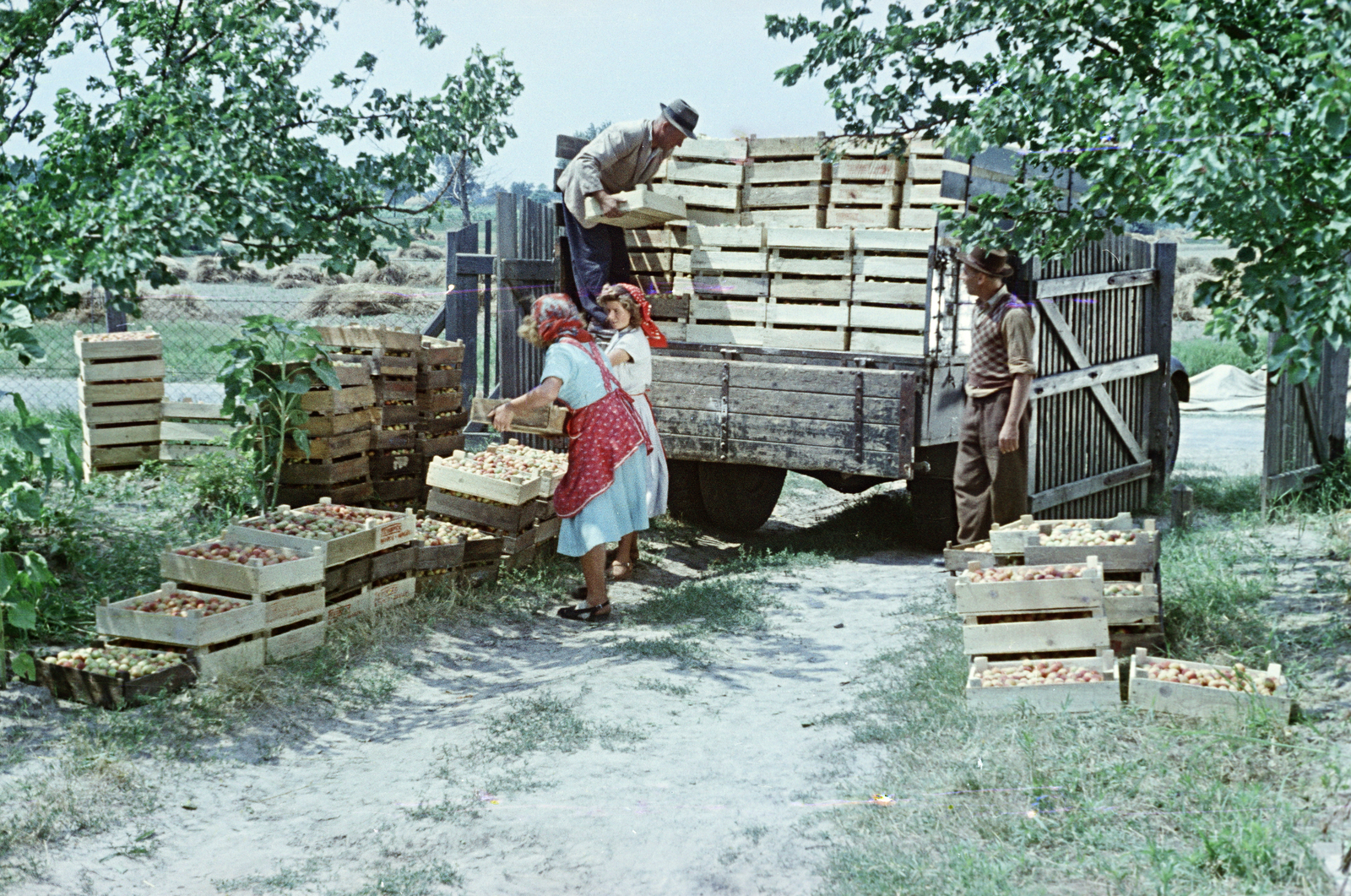 1953, Horváth József, fruit picking, colorful, chest, Fortepan #265647
