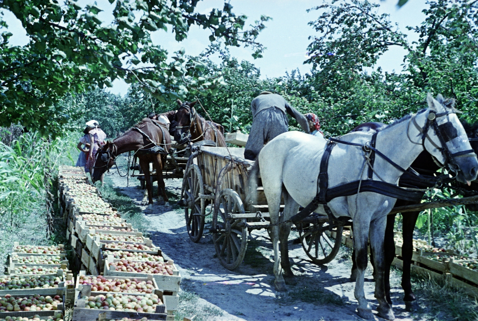 1953, Horváth József, Horse-drawn carriage, fruit picking, colorful, Fortepan #265648