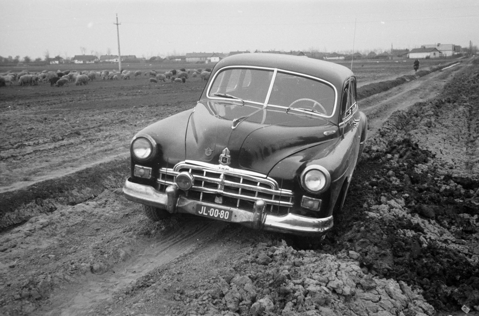 1959, Horváth József, number plate, dirt road, being stuck, pig, swineherd, Fortepan #265678