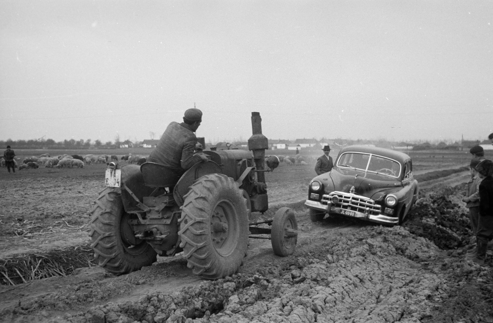 1959, Horváth József, number plate, tractor, dirt road, being stuck, group of pigs, pig, H.S.C.S-brand, Fortepan #265679