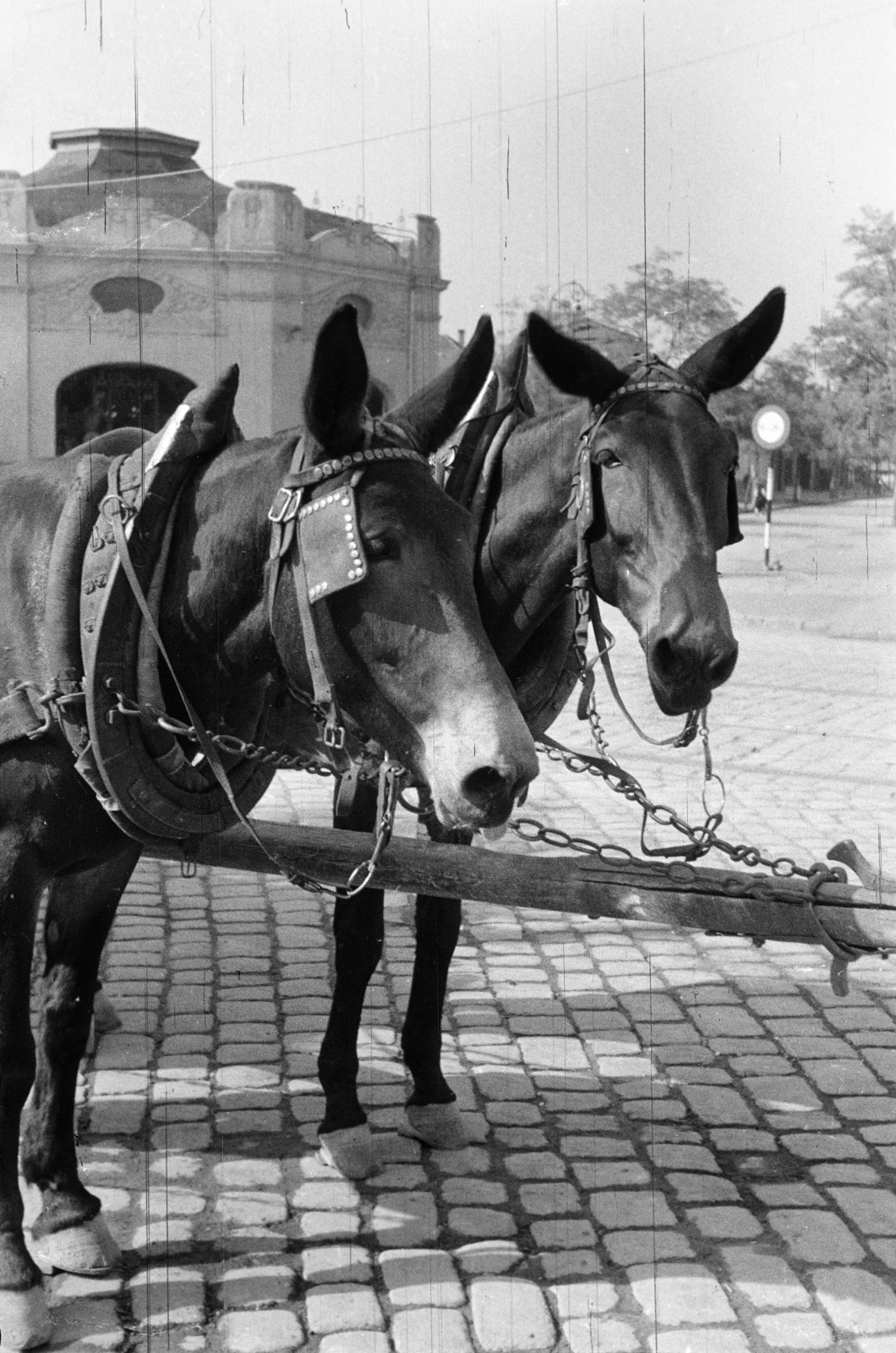 Magyarország, Városliget, Budapest XIV., Állatkerti körút, háttérben a Schäftner körhinta., 1948, Vízkelety László, öszvér, Budapest, Fortepan #266243