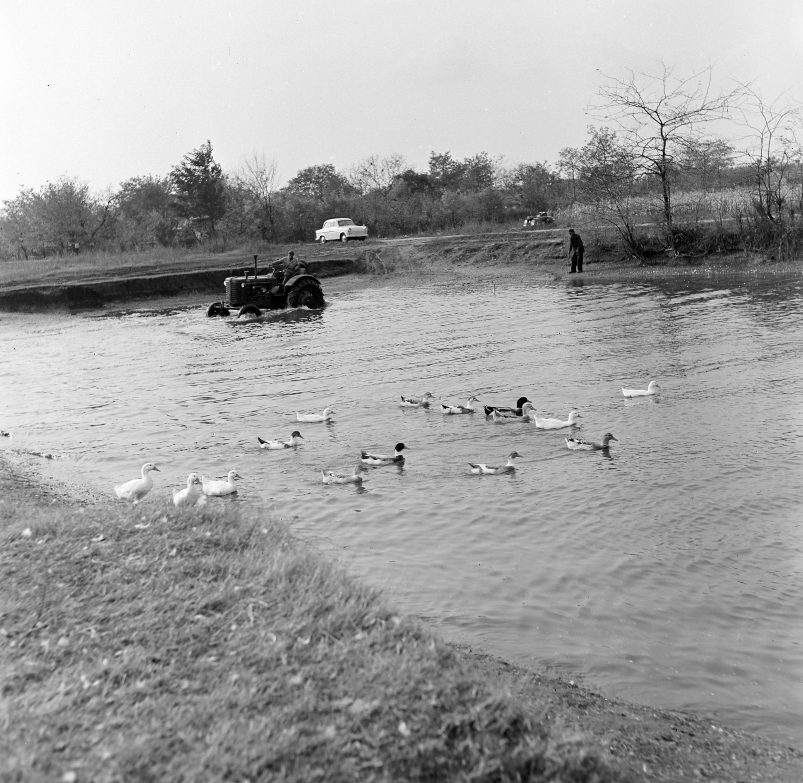 1963, Szilvási hagyaték, duck pond, tractor, toddler bathing, duck, ford, Fortepan #266467