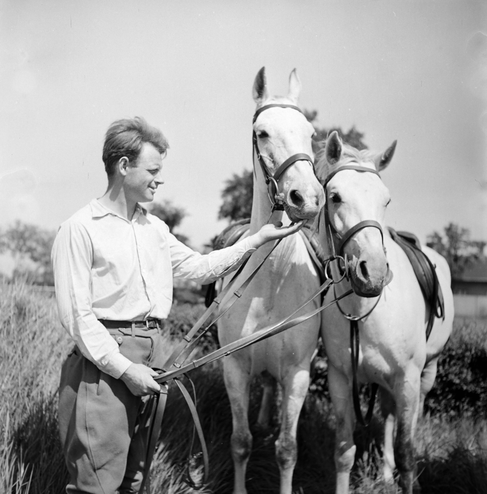 1963, Szentkuthy Ibolya, horse, Fortepan #267525