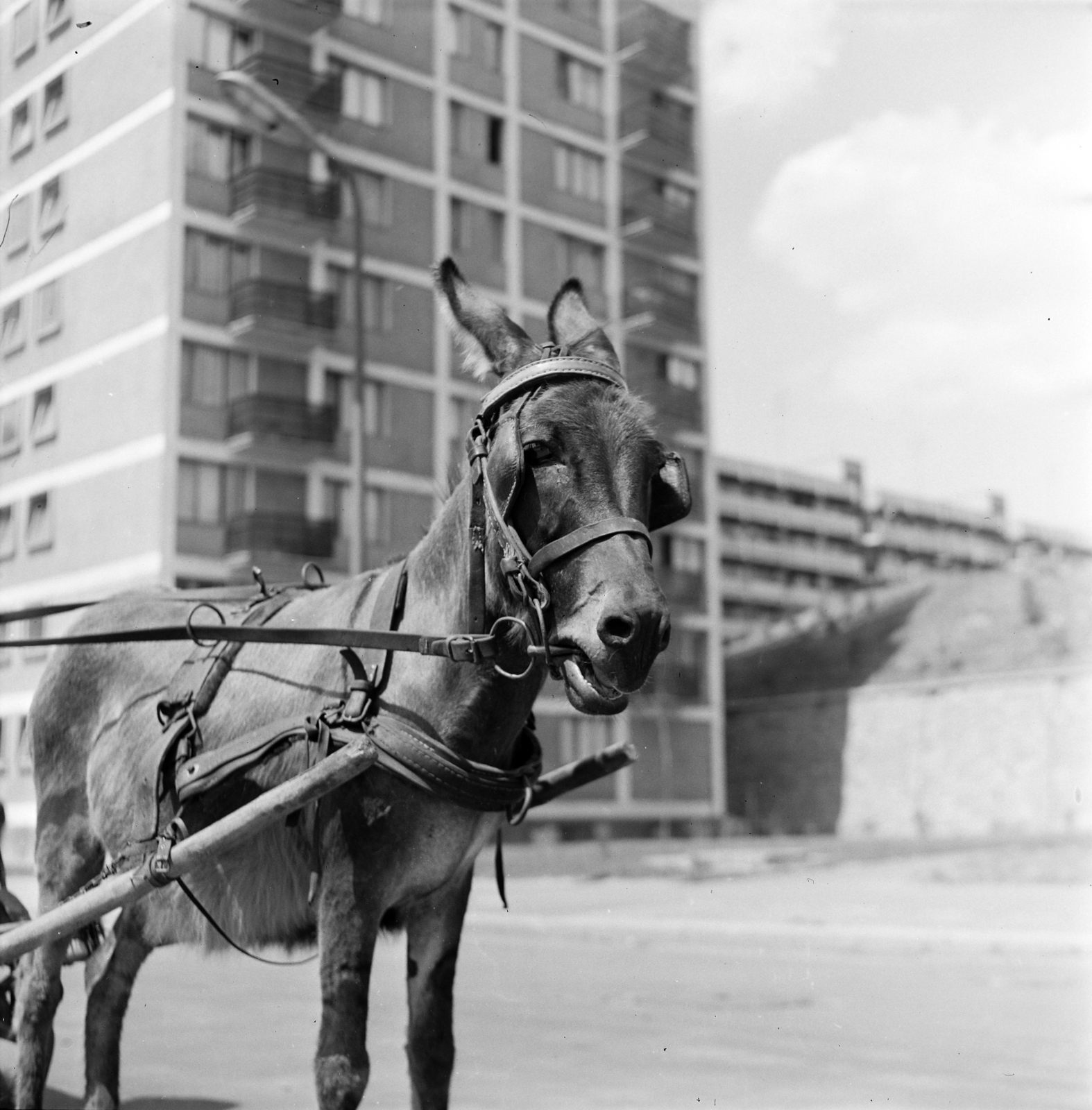 Hungary, Salgótarján, Pécskő út, háttérben a 2-es számú épület és a Március 15. utca házsora látható., 1964, Szentkuthy Ibolya, donkey, blocks, Fortepan #267540