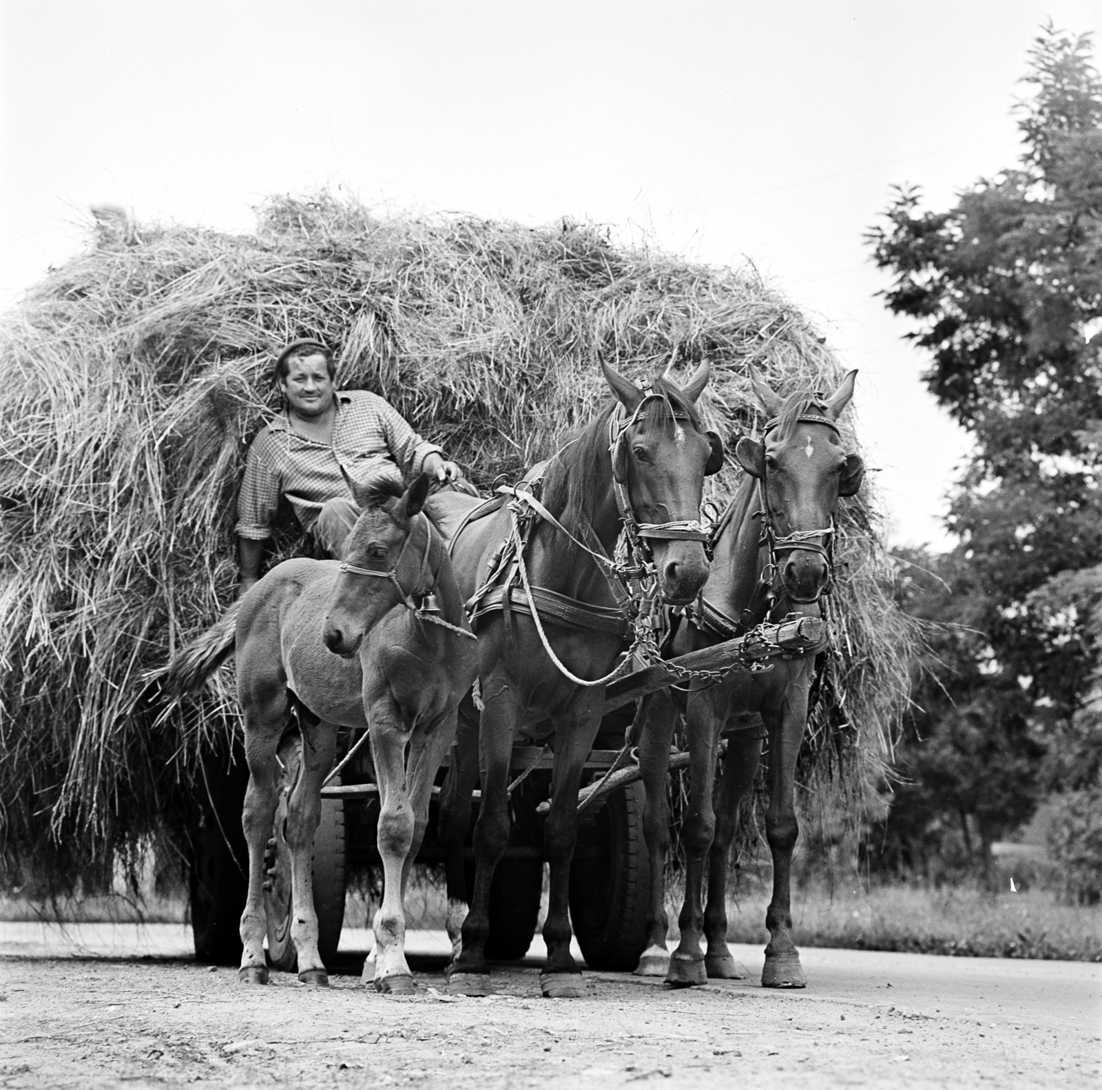 1974, Gárdos Katalin, csikó, széna, Fortepan #268124