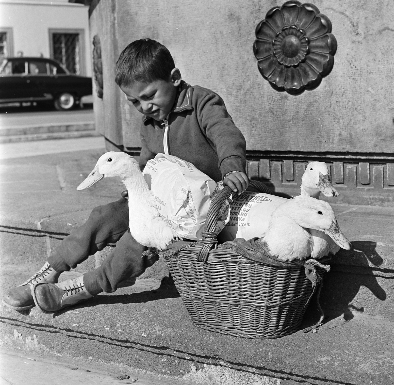 Hungary, Vác, Március 15. tér, a felvétel a Barátság kútjánál készült., 1971, Gárdos Katalin, goose, boy, kid, basket, relief, packing, child labour, Fortepan #268131