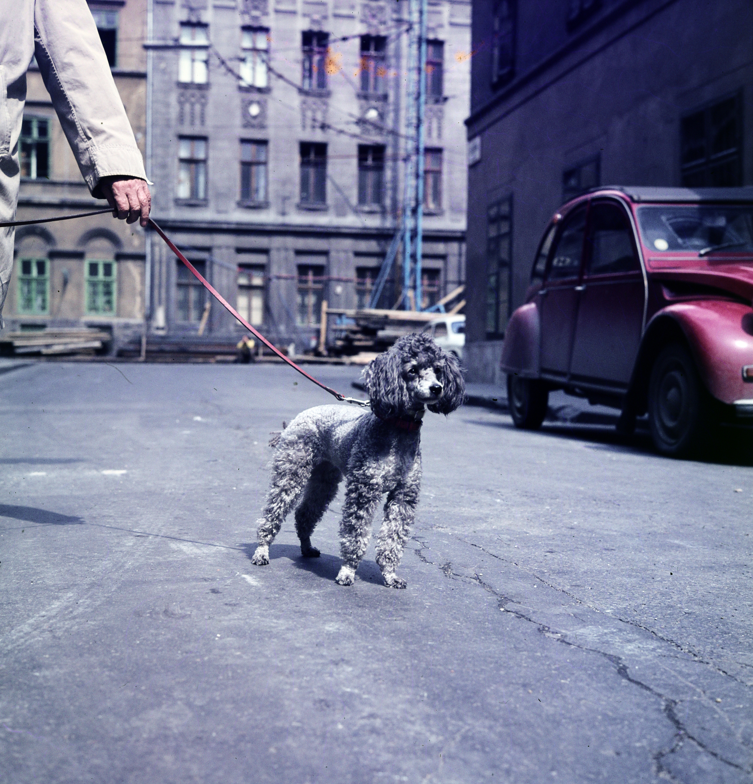 1982, Glósz András, poodle, dog, walking the dog, Fortepan #268555