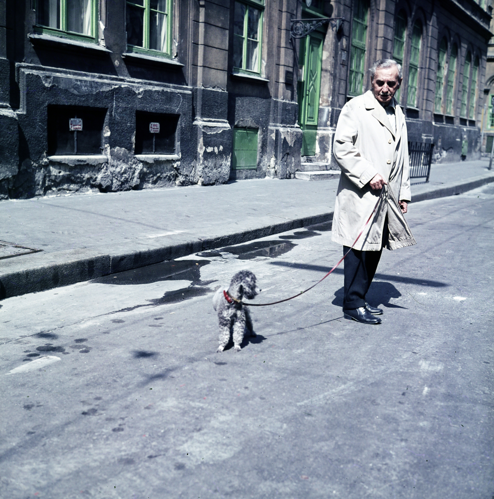 1982, Glósz András, poodle, dog, walking the dog, Fortepan #268558
