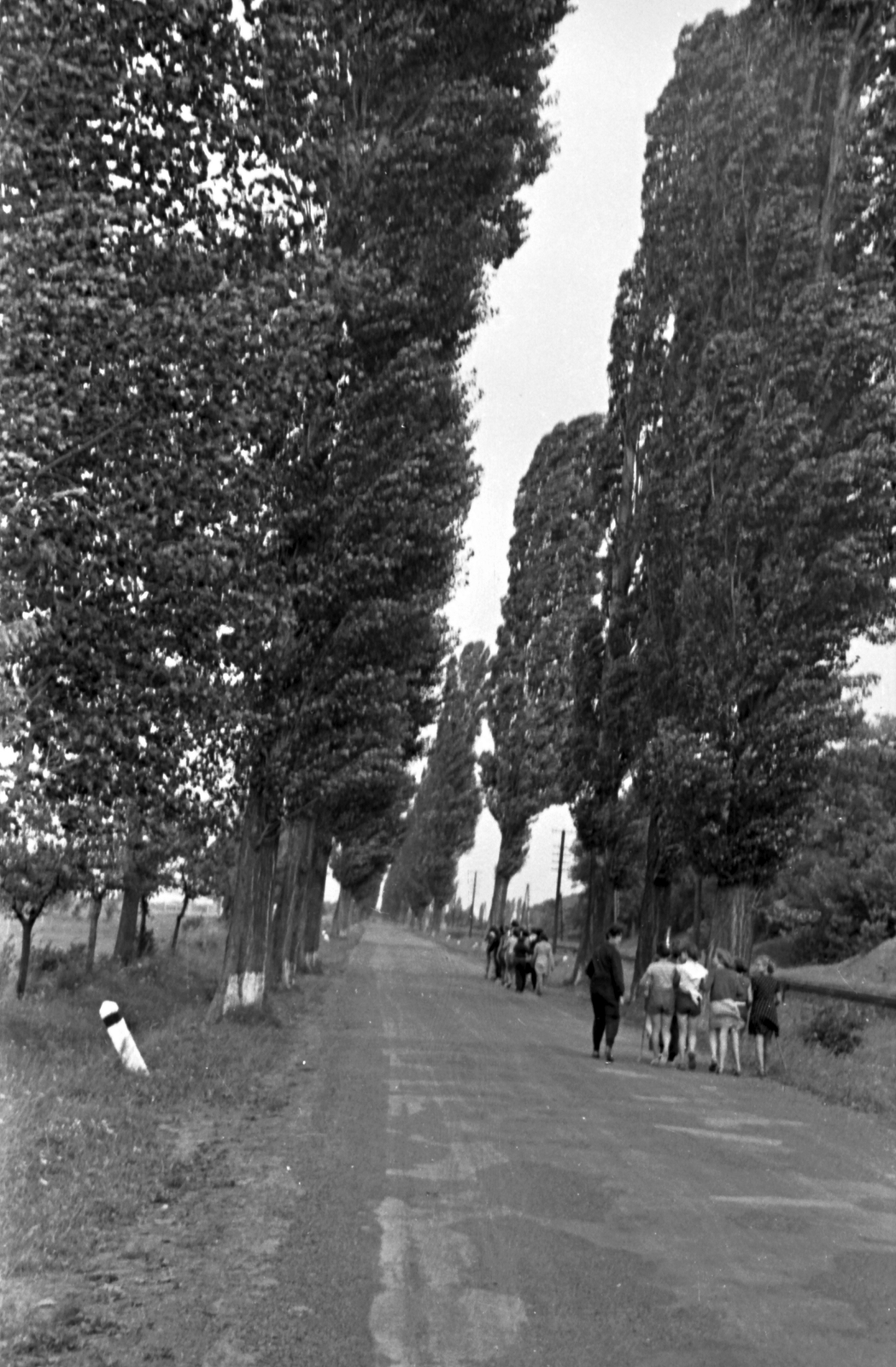 Hungary, Balatonberény, MÁV nevelőintézetek nyári gyermeküdültetése., 1956, Baráth Endre, fir trees, Fortepan #26951