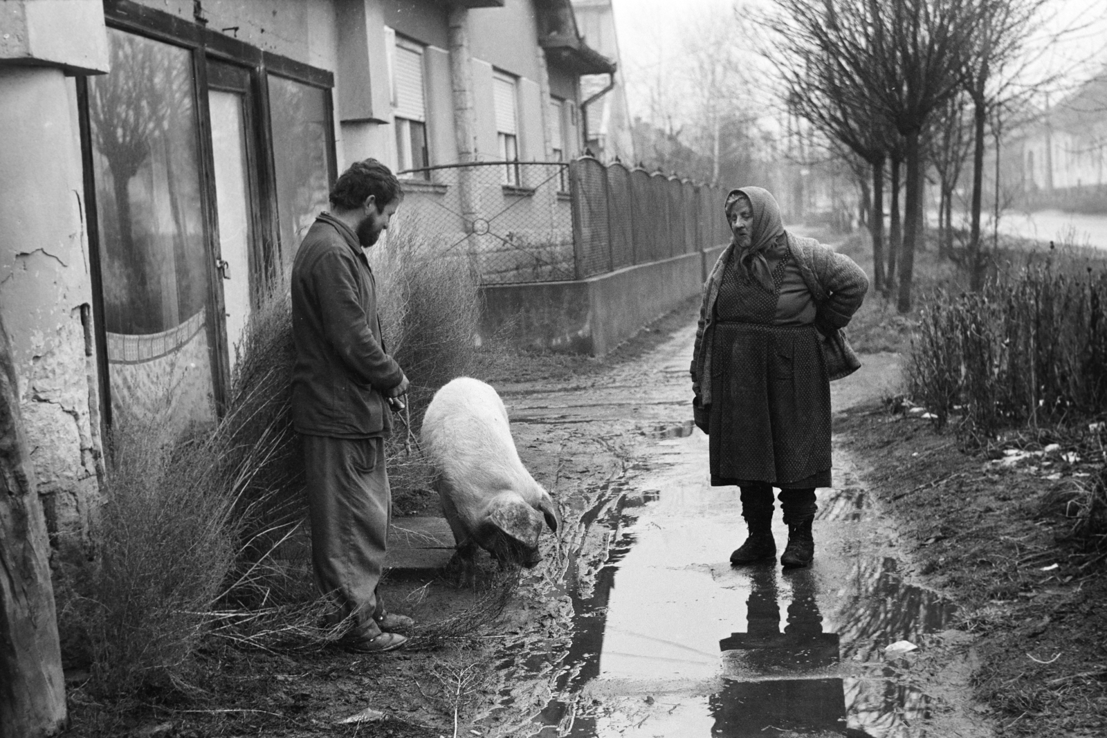 Hungary, Tarcal, Fő utca, középen az 56. számú ház., 1974, Leskó Imre, street view, puddle, leash, old person, pig, Fortepan #269806