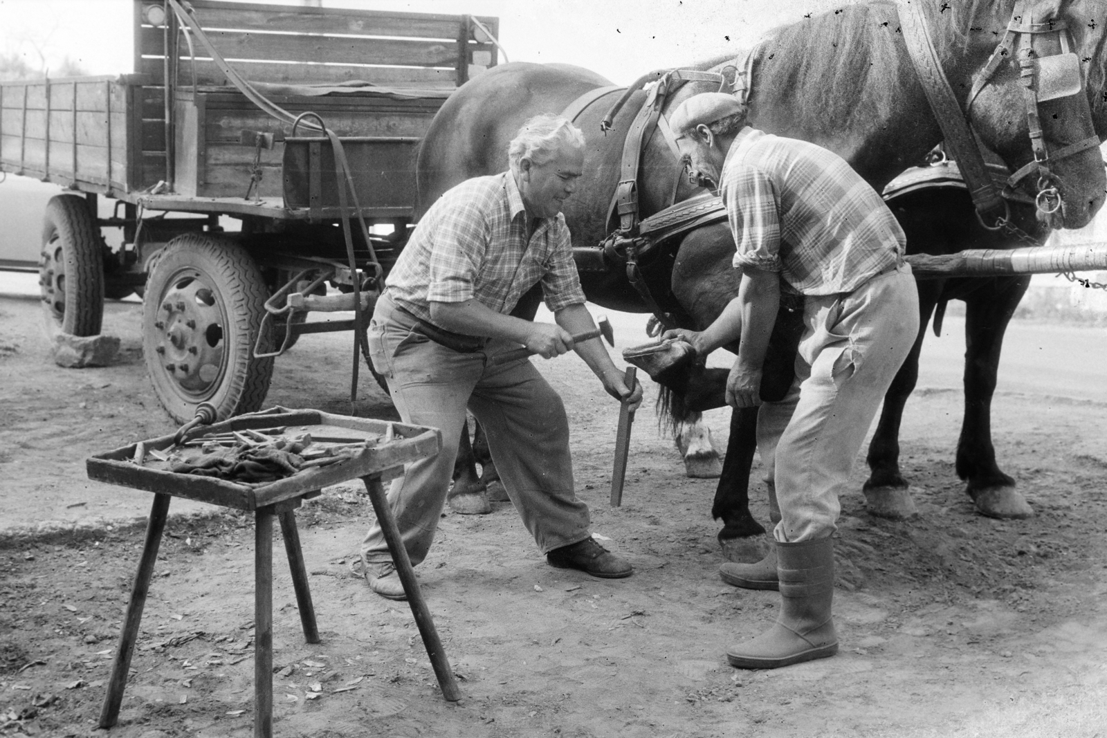 Hungary, Tarcal, patkolókovács munka közben., 1978, Leskó Imre, blacksmith, shoeing, Fortepan #269886