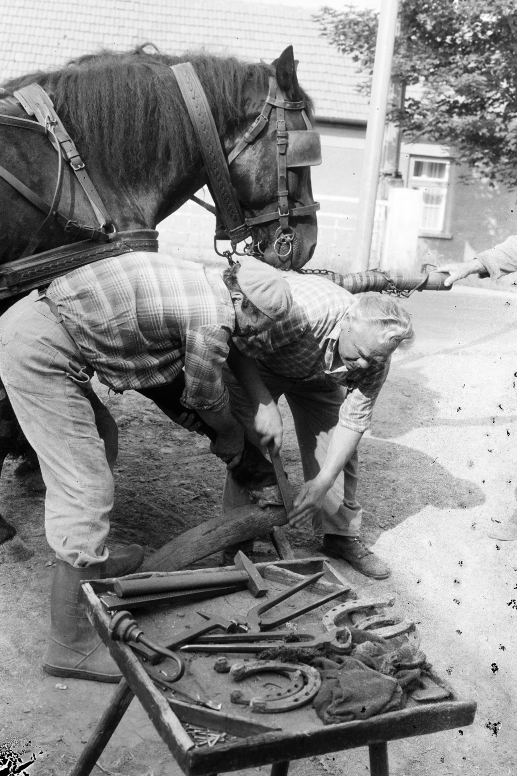 Magyarország, Tarcal, patkolókovács munka közben., 1978, Leskó Imre, kovácsműhely, szerszám, lópatkolás, patkó, Fortepan #269887