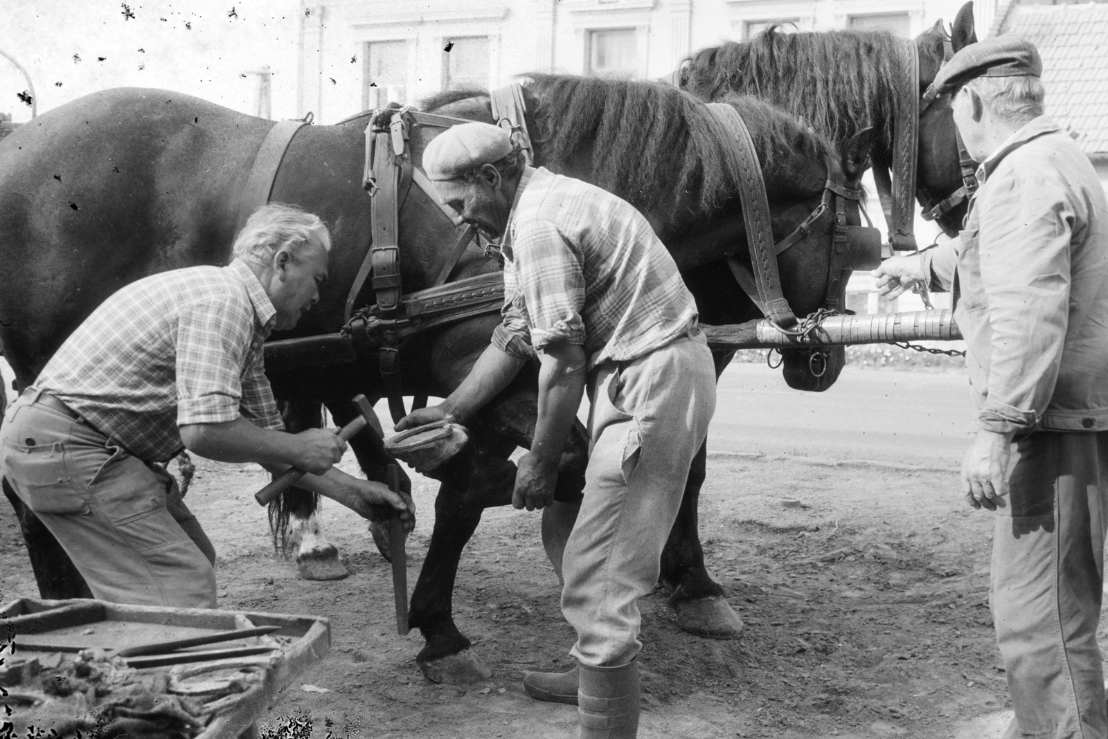 Magyarország, Tarcal, patkolókovács munka közben., 1978, Leskó Imre, kovácsműhely, lópatkolás, Fortepan #269888