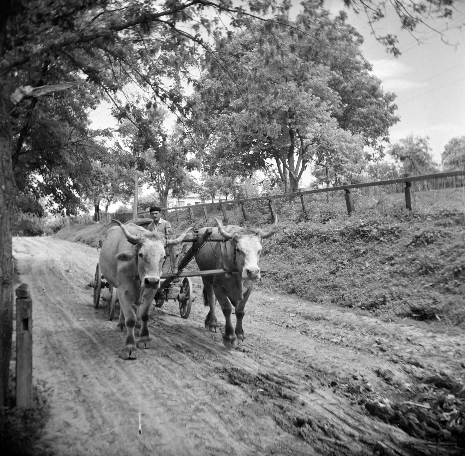 1962, Vozárik Edit, szekér, Fortepan #270228