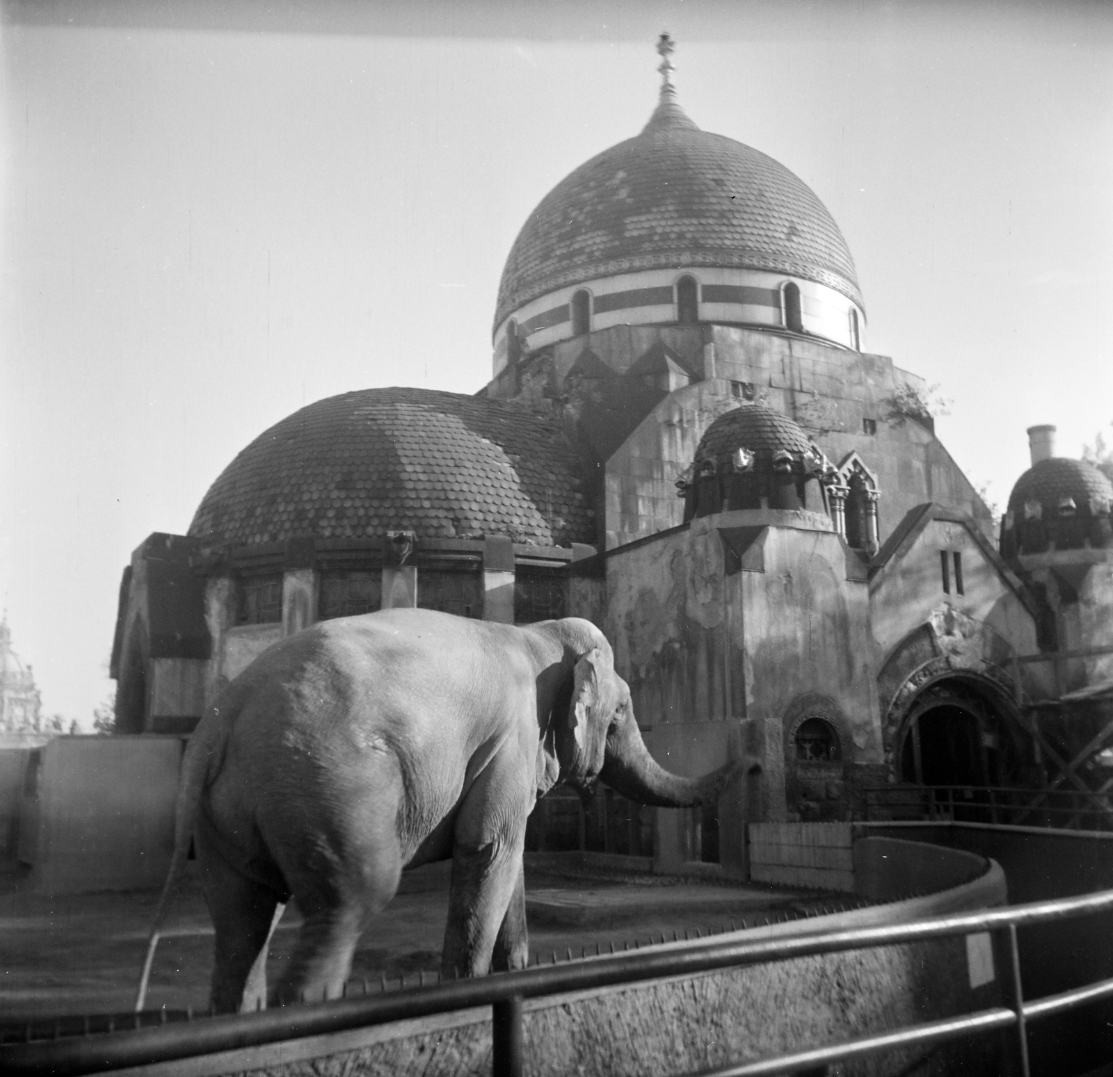 Hungary, Zoo, Budapest XIV., Elefántház., 1967, Vozárik Edit, zoo, elephant, Budapest, Fortepan #270277