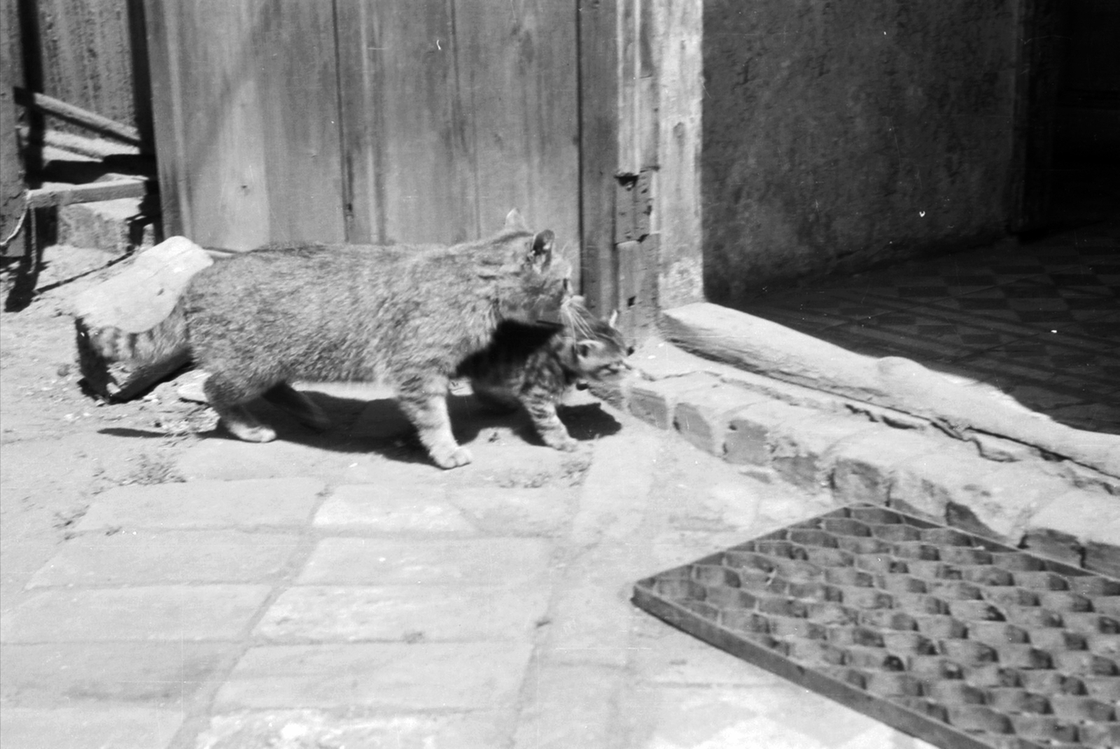 1968, Drimbe József, cat, Fortepan #27071