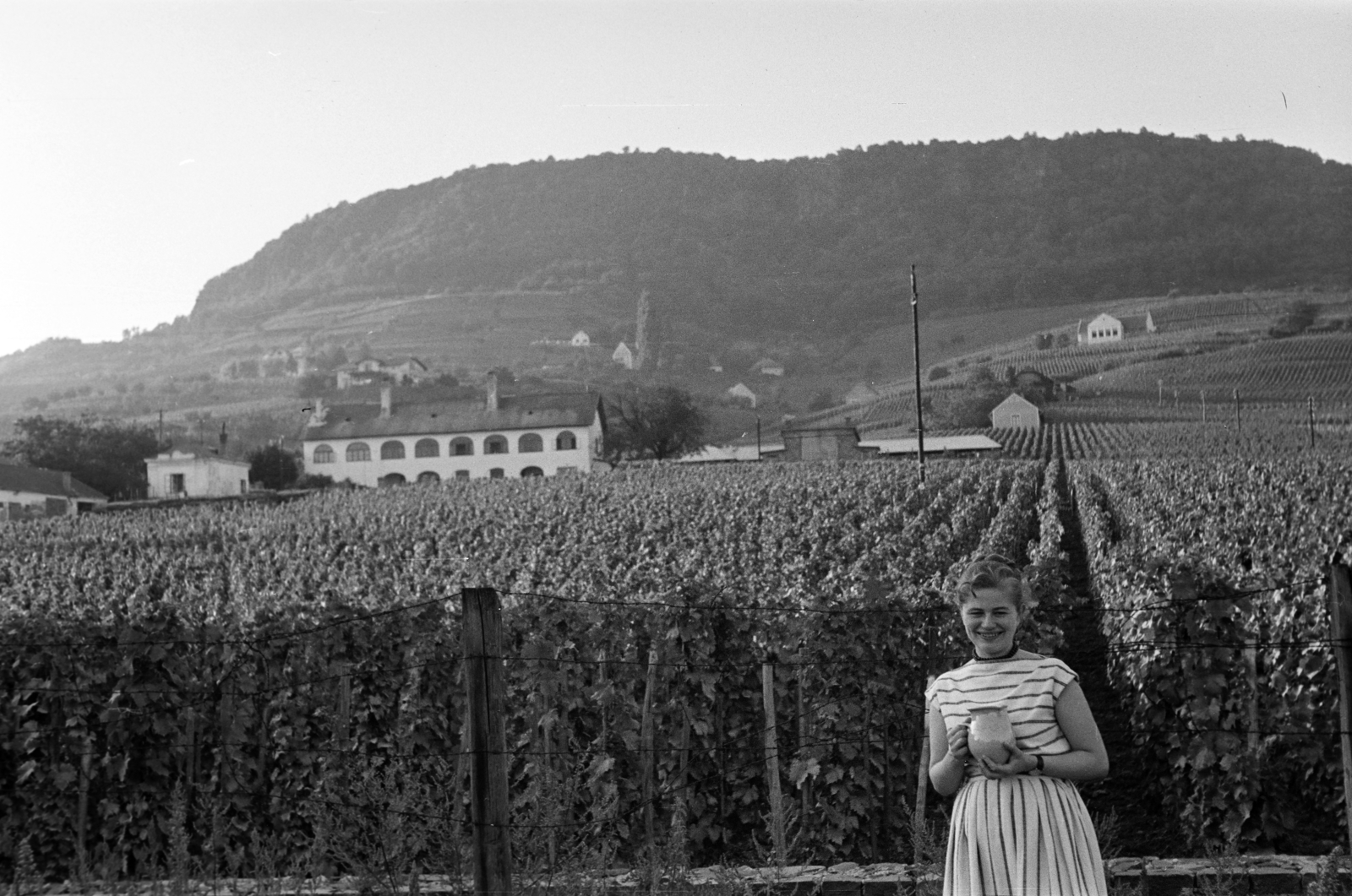 Hungary,Lake Balaton, Badacsonytomaj,Badacsony, a felvétel a Római út melletti szőlőültetvénynél készült., 1962, Fodor András örökösei, Fortepan #270799