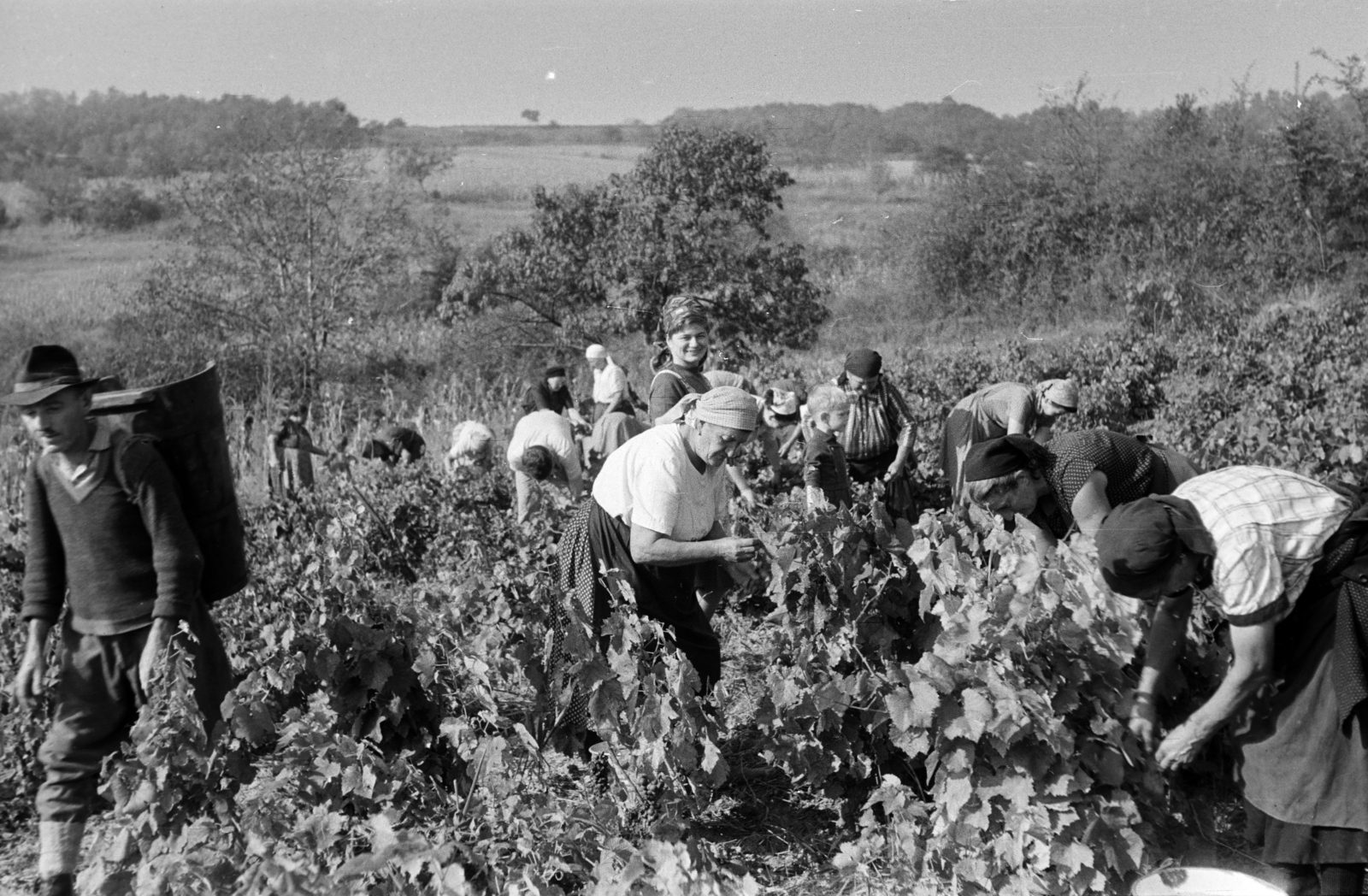 1963, Fodor András örökösei, harvest, Fortepan #270906