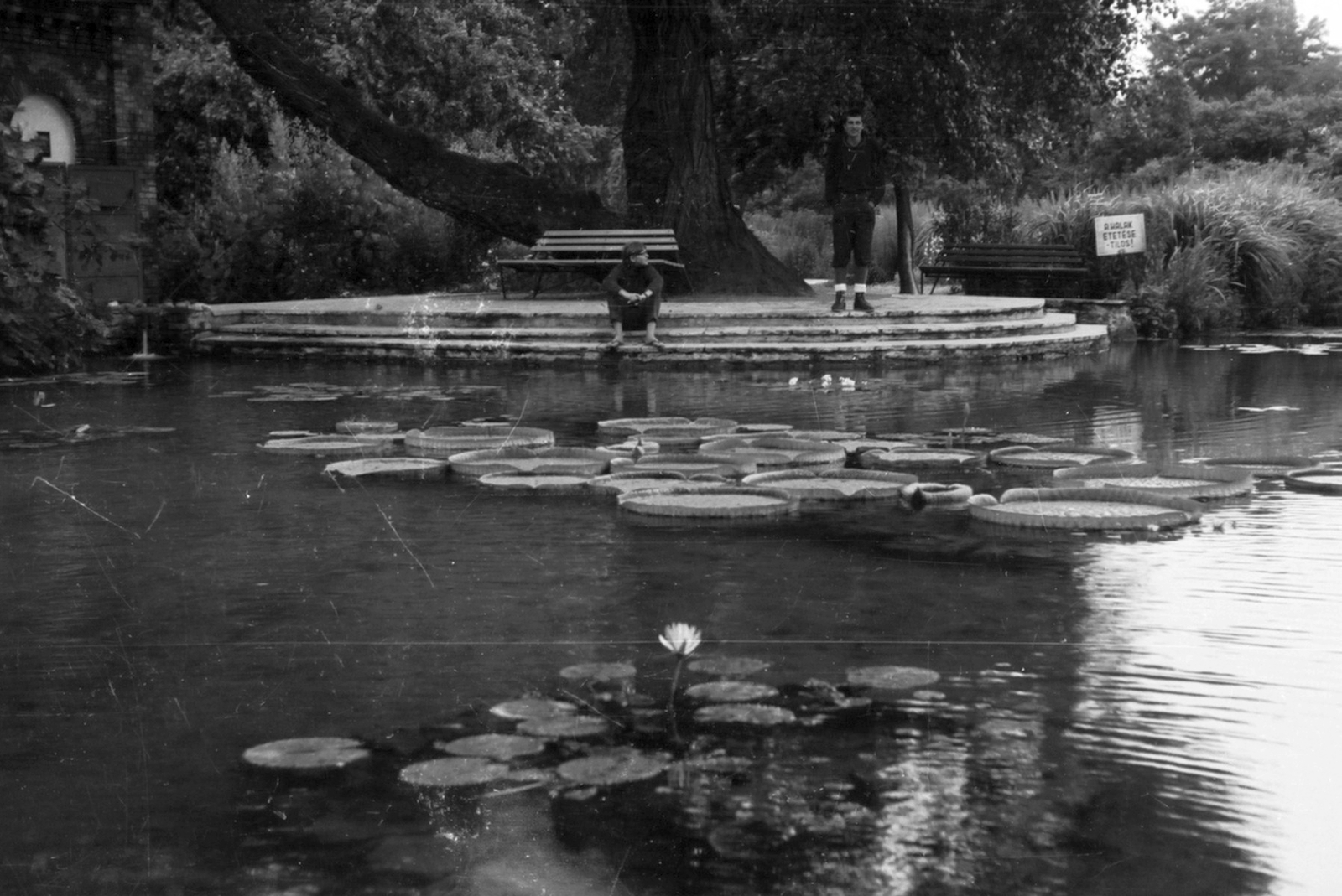 Magyarország, Margitsziget, Budapest, Japánkert, halastó., 1968, Drimbe József, vizililiom, Fortepan #27096