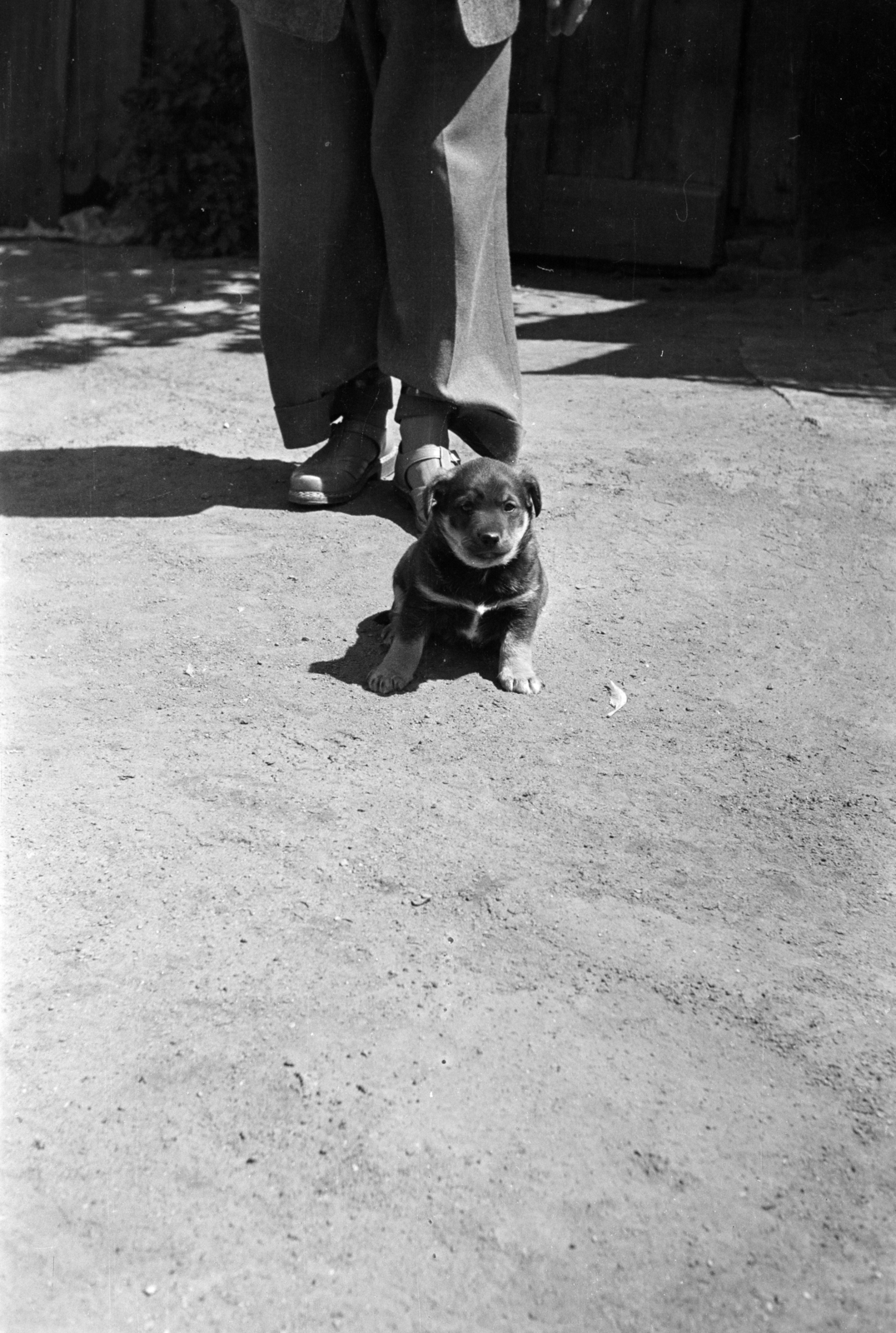 1957, Lipovits Károly, puppy, pants, Fortepan #271101