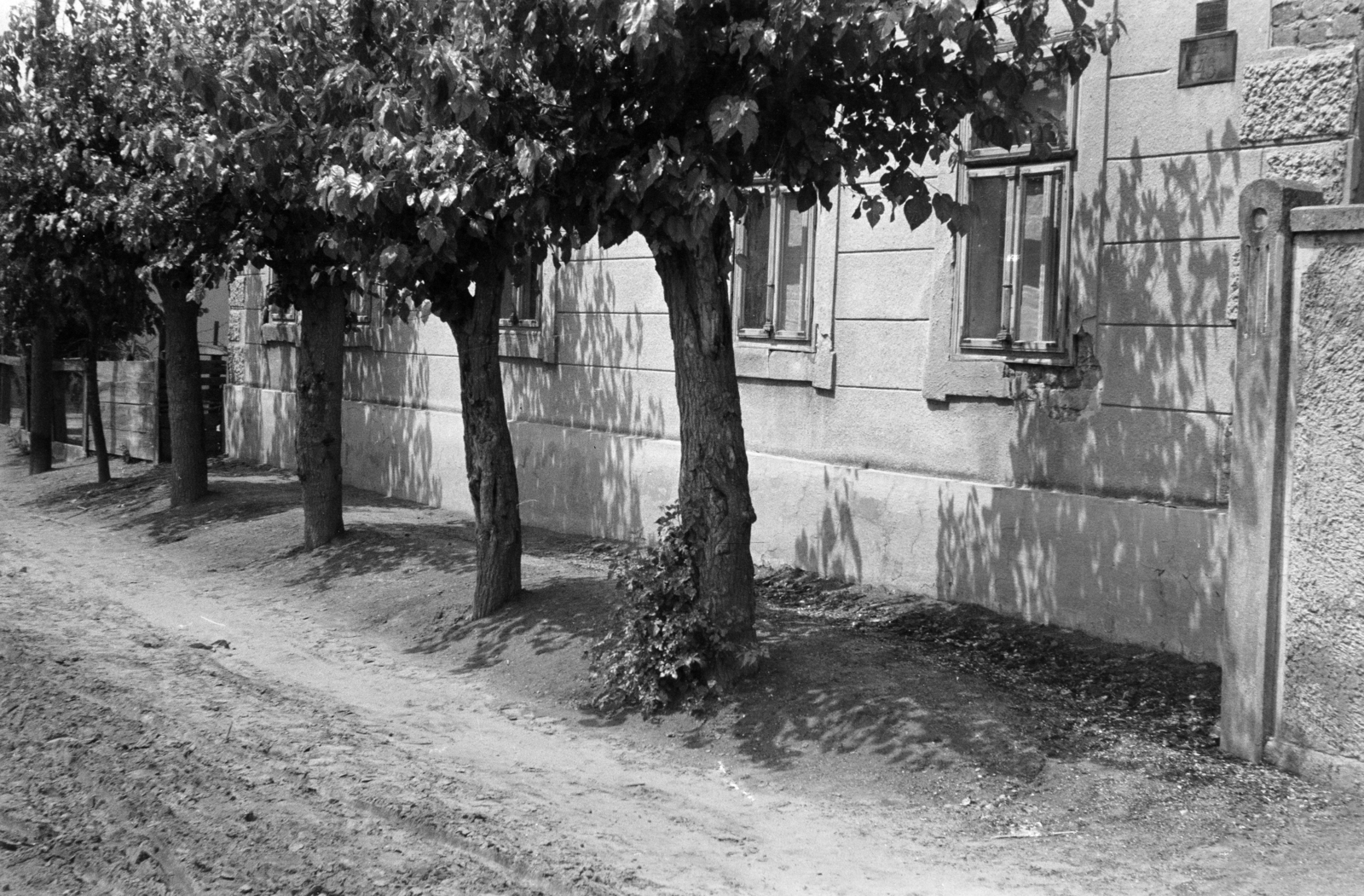 1959, Lipovits Károly, dirt road, mulberry tree, Fortepan #271112