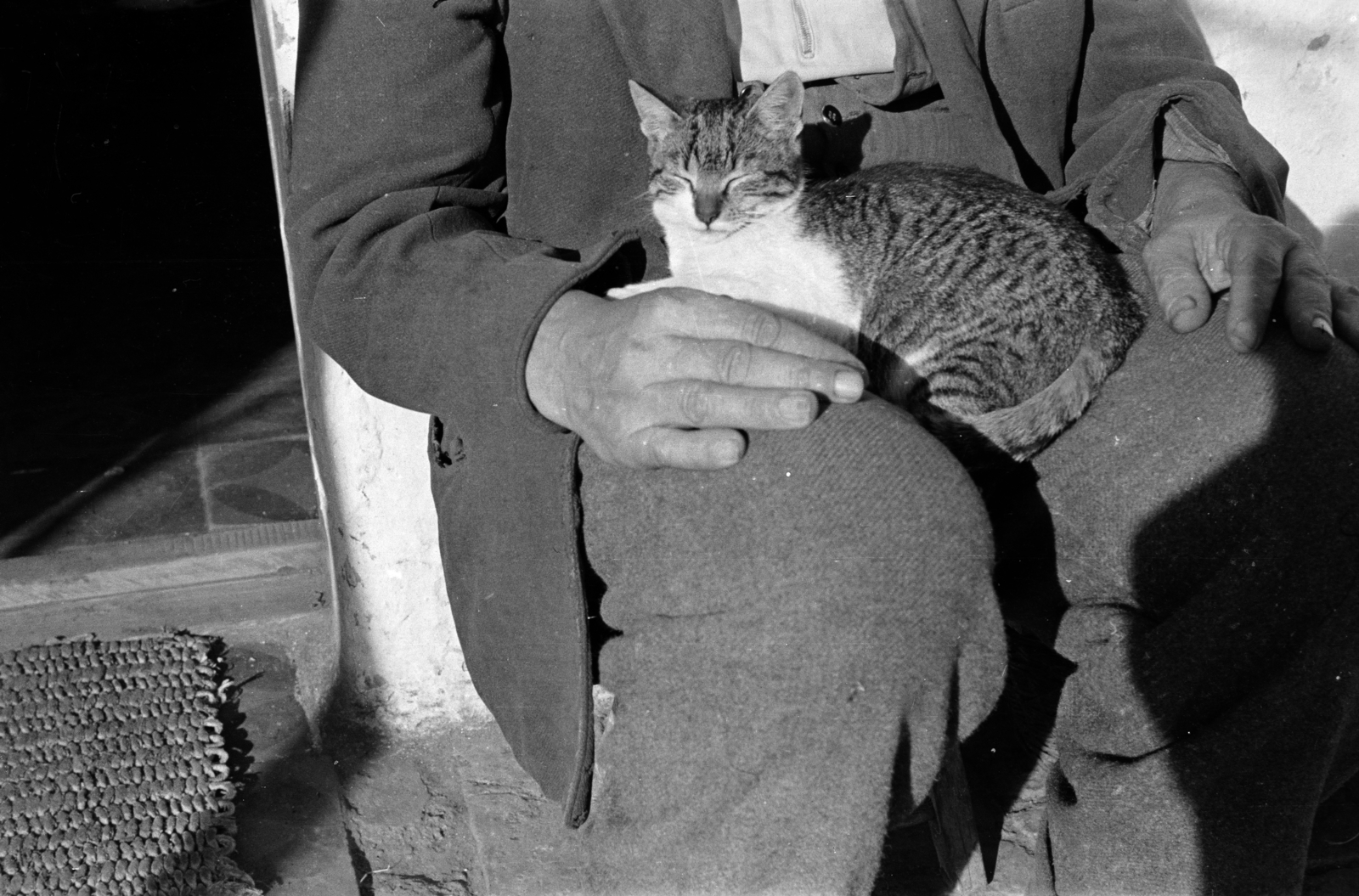 1957, Lipovits Károly, sleeping, cat, Fortepan #271135