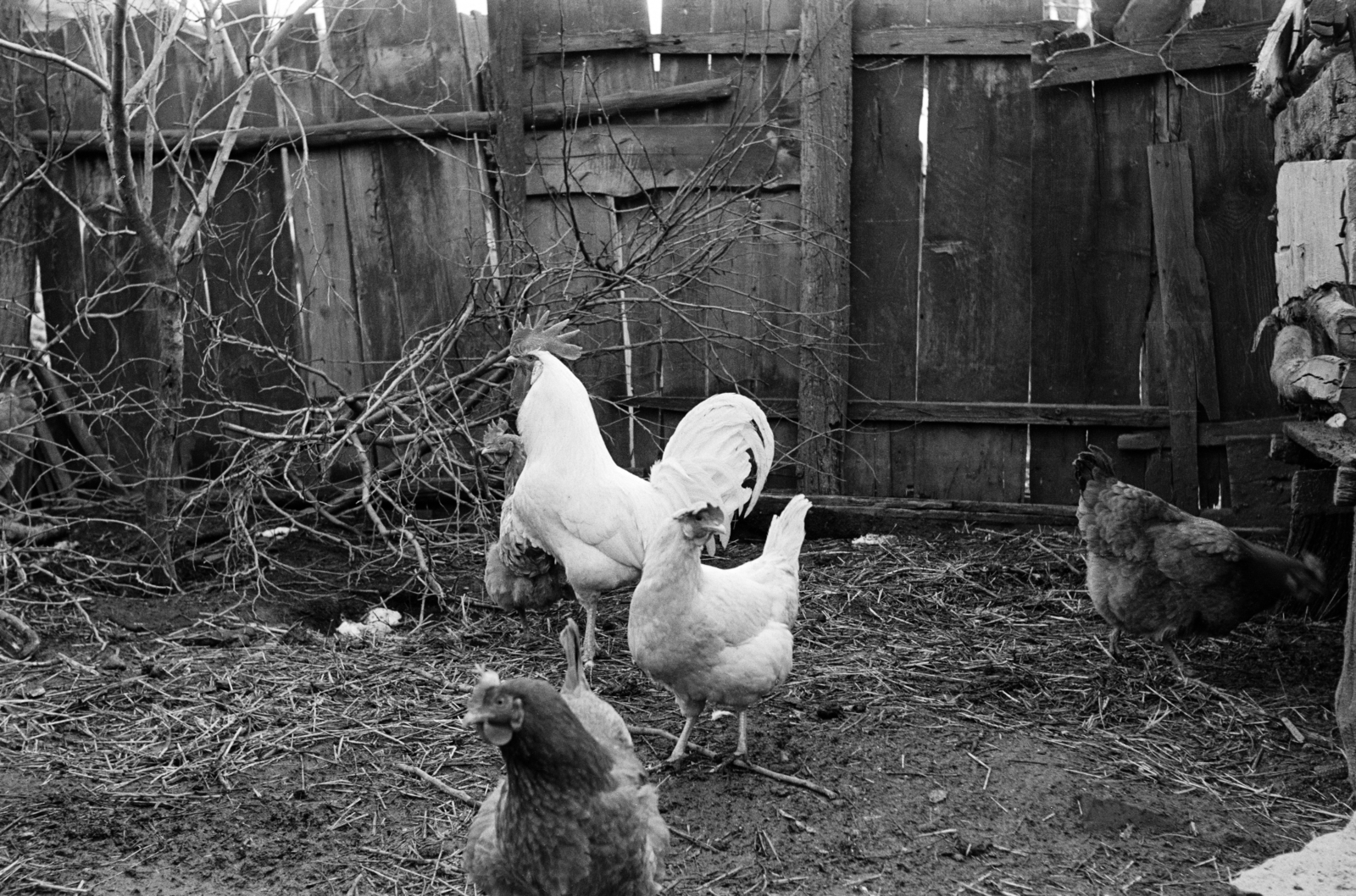1963, Lipovits Károly, poultry, Fortepan #271288