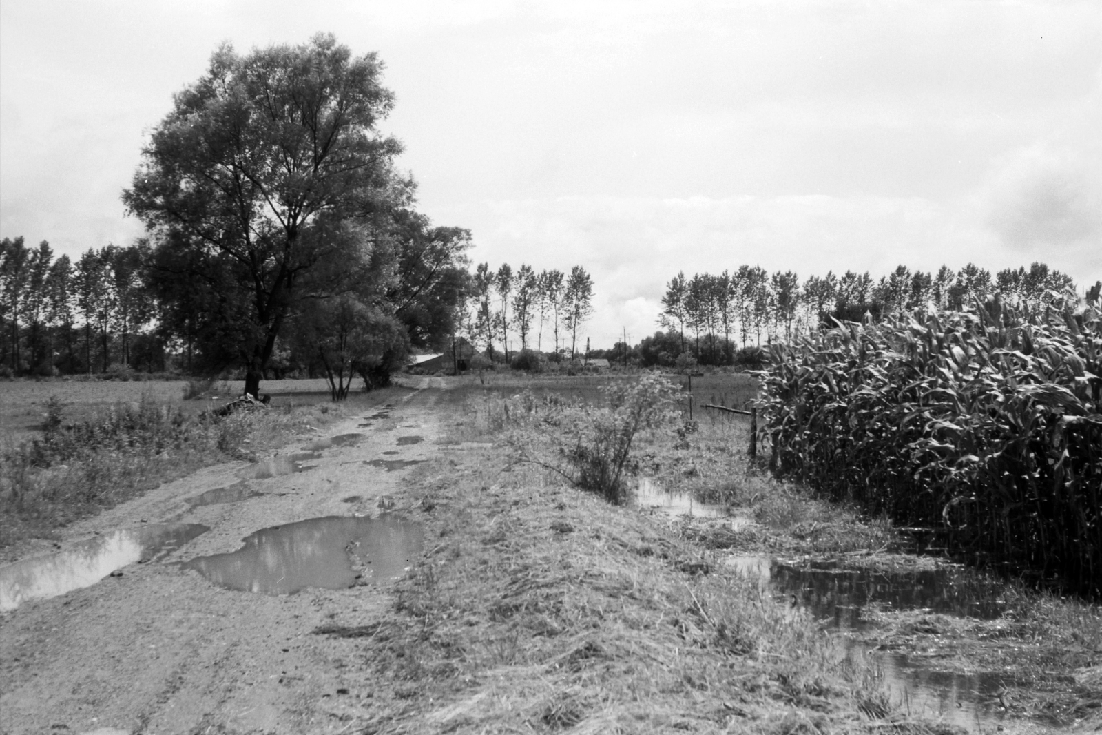1986, Drimbe József, puddle, alley, agriculture, mud, corn, Fortepan #27177