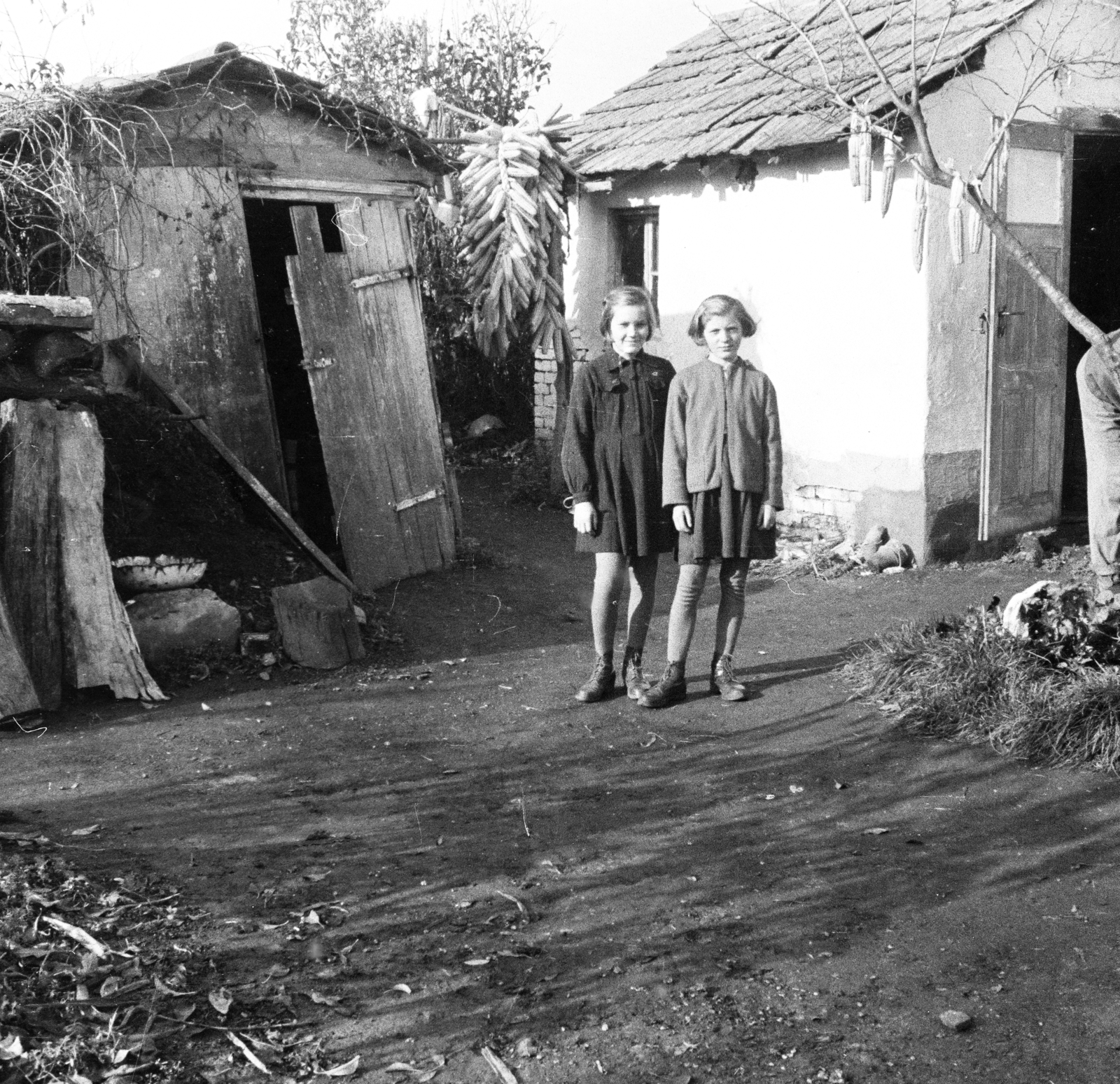 1955, Lipovits Károly, corn, girl, yard, brothers, Fortepan #271939