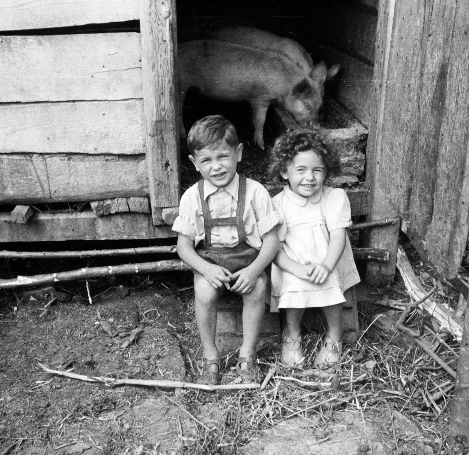 1958, Lipovits Károly, kids, hutch, pig, Fortepan #271958